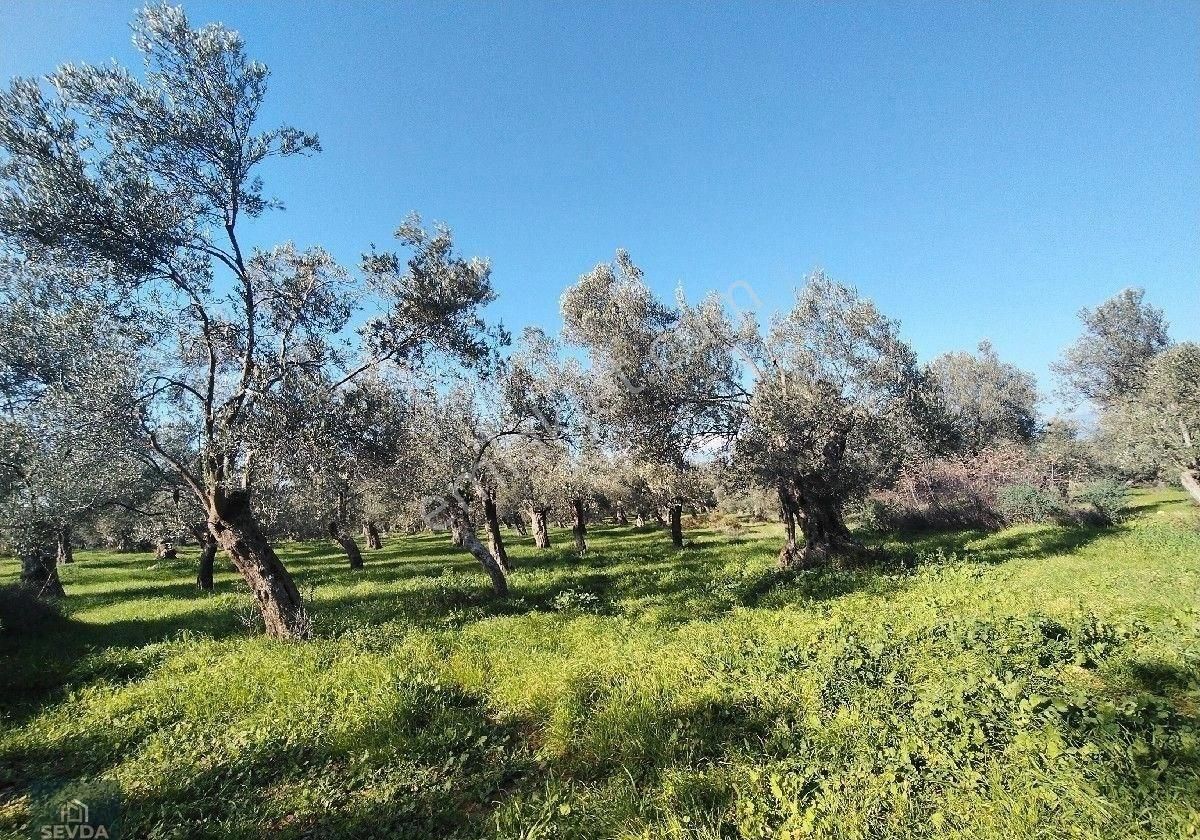 Taylıeli Köyünde Yatırıma Uygun Satılık Zeytinlik - Görsel 4