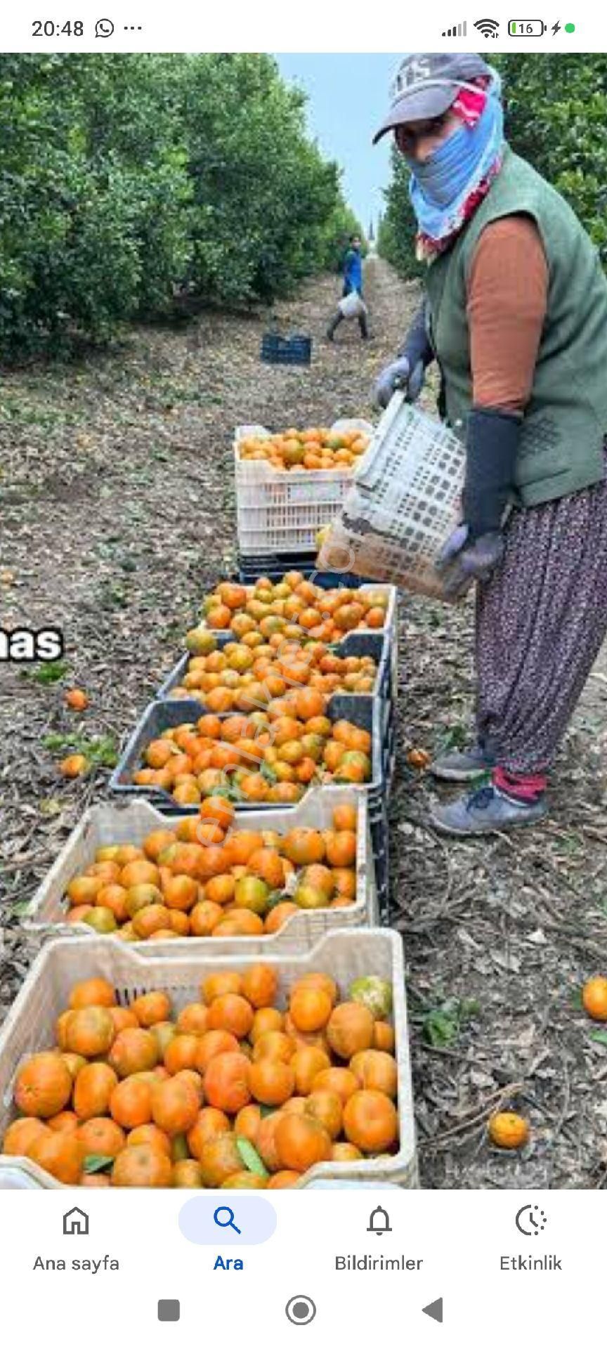 Himaktan Tek Tapu Msndalina Bshçesi - Görsel 2