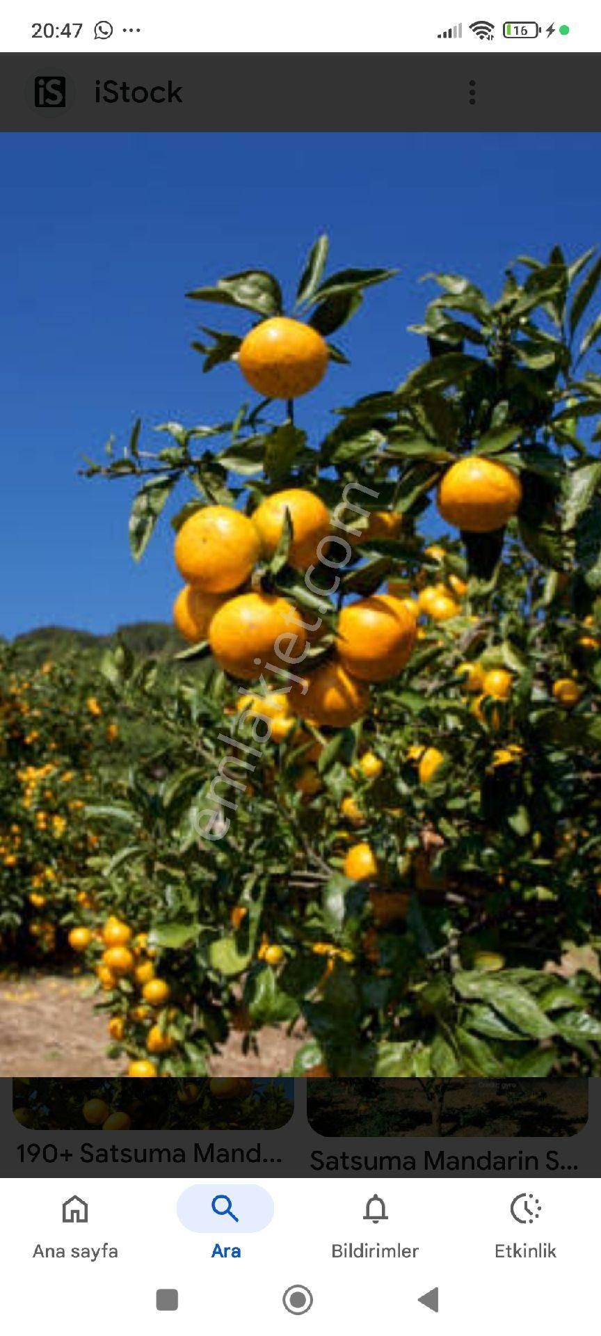 Himaktan Tek Tapu Msndalina Bshçesi