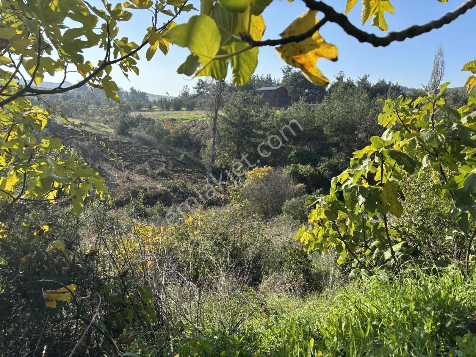 Rw Land Gayrimenkul Den Altıntaş Ta 2800 M2 Zeytinlik - Görsel 2