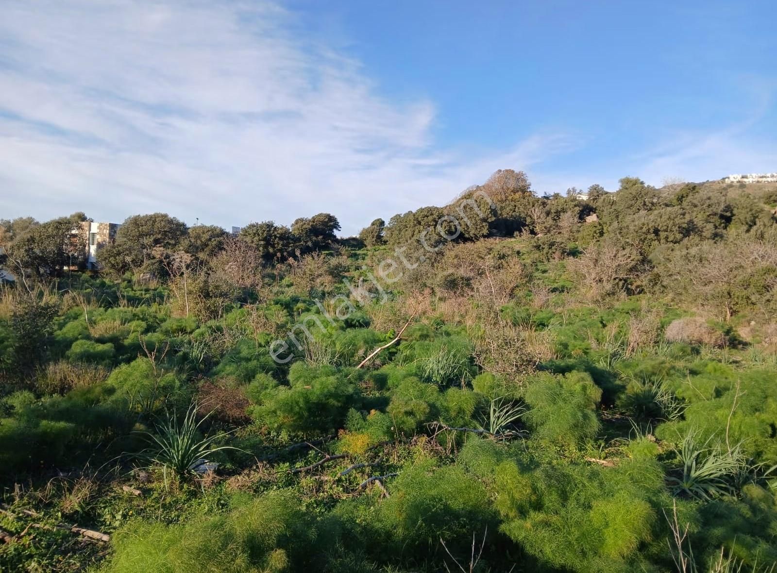 Bodrum Gümüşlükte Satılık %5 İmarlı Tarla - Görsel 5