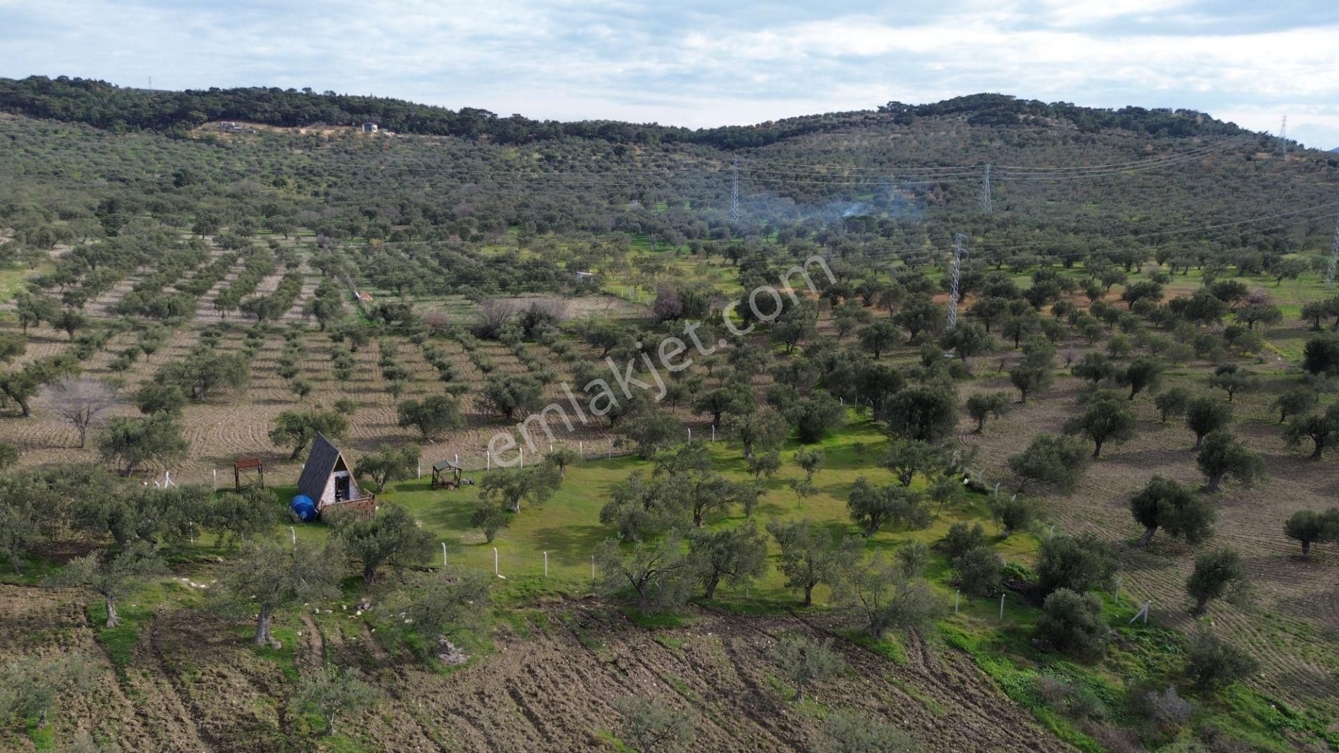 Aşağışakranda 1878m2 Tek Tapu Tel İle Çevrili Bungalov Olan - Görsel 5