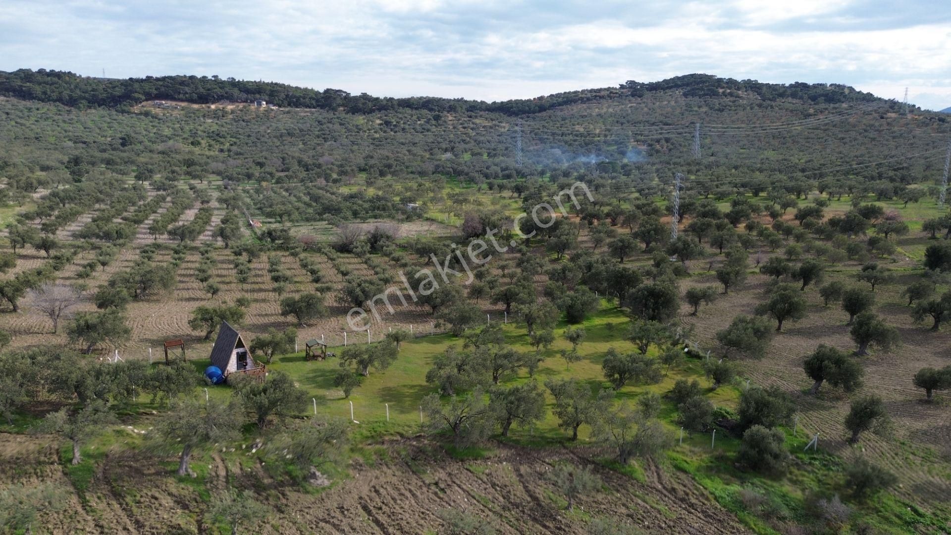 Aşağışakranda 1878m2 Tek Tapu Tel İle Çevrili Bungalov Olan - Görsel 2