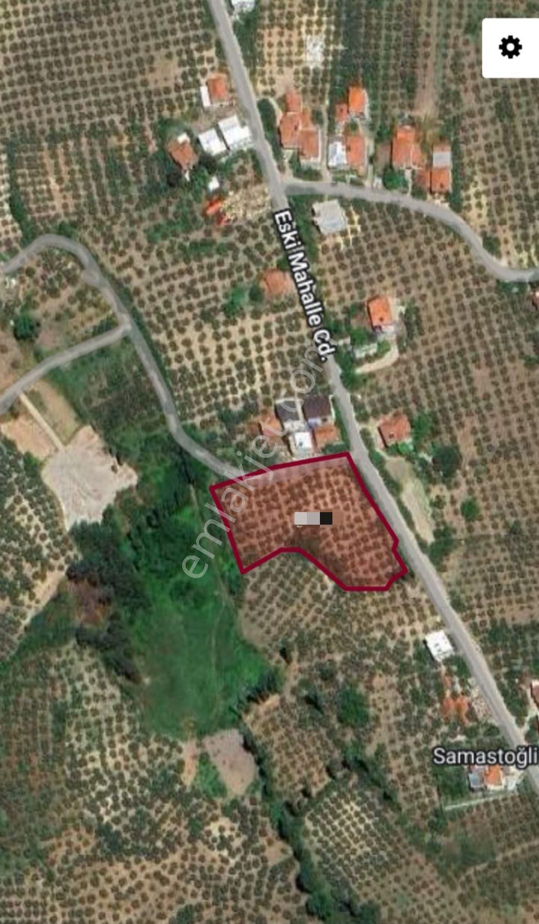 Ena Group Bursa Mudanya Göynüklü'de 5650 M2 Asfalta Cephe Deniz Manzaralı Satılık Zeytinlik