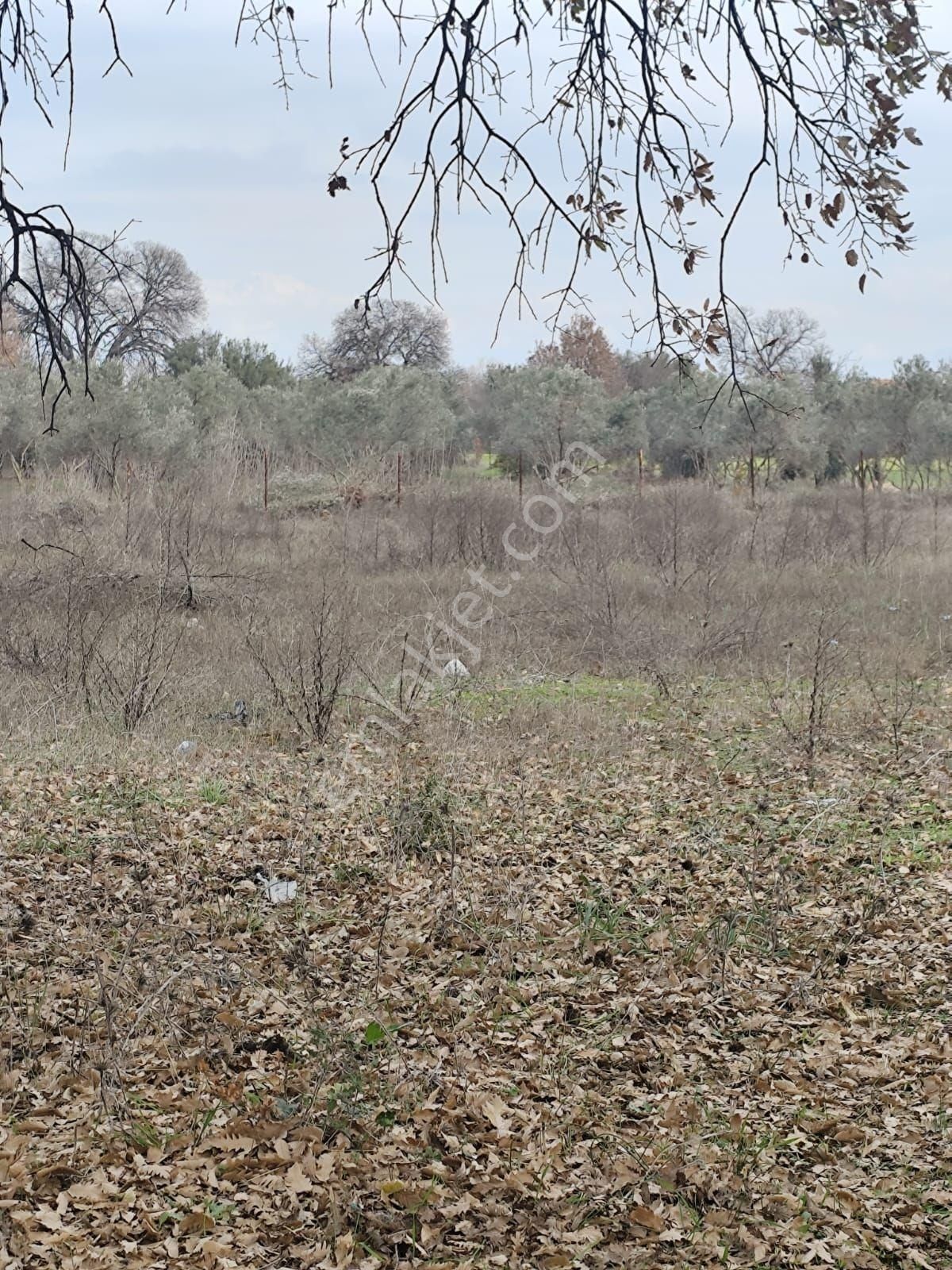 Kepez Odabaşı’nda Cadde Cepheli 10.666 M² Kiralık Tarlaönü Cadde . Elektrik Su Dibinde - Görsel 7