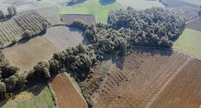 Kandıra Kaymaz'da 2.525m² Satılık Resmi Yol Cepheli Fırsat Arazi - Görsel 12