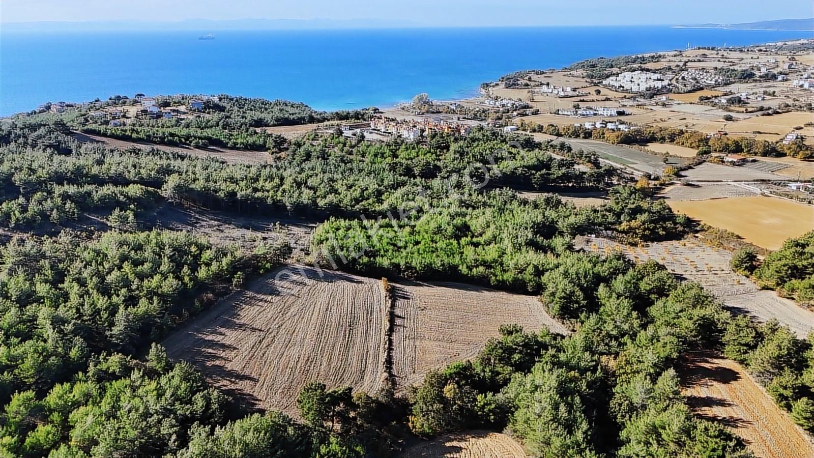 Ege Emlak'tan Deniz Ve Doğa Manzaralı 11.122m2 Tarla - Görsel 4