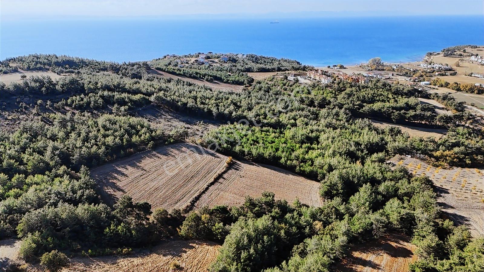 Ege Emlak'tan Deniz Ve Doğa Manzaralı 11.122m2 Tarla - Görsel 3