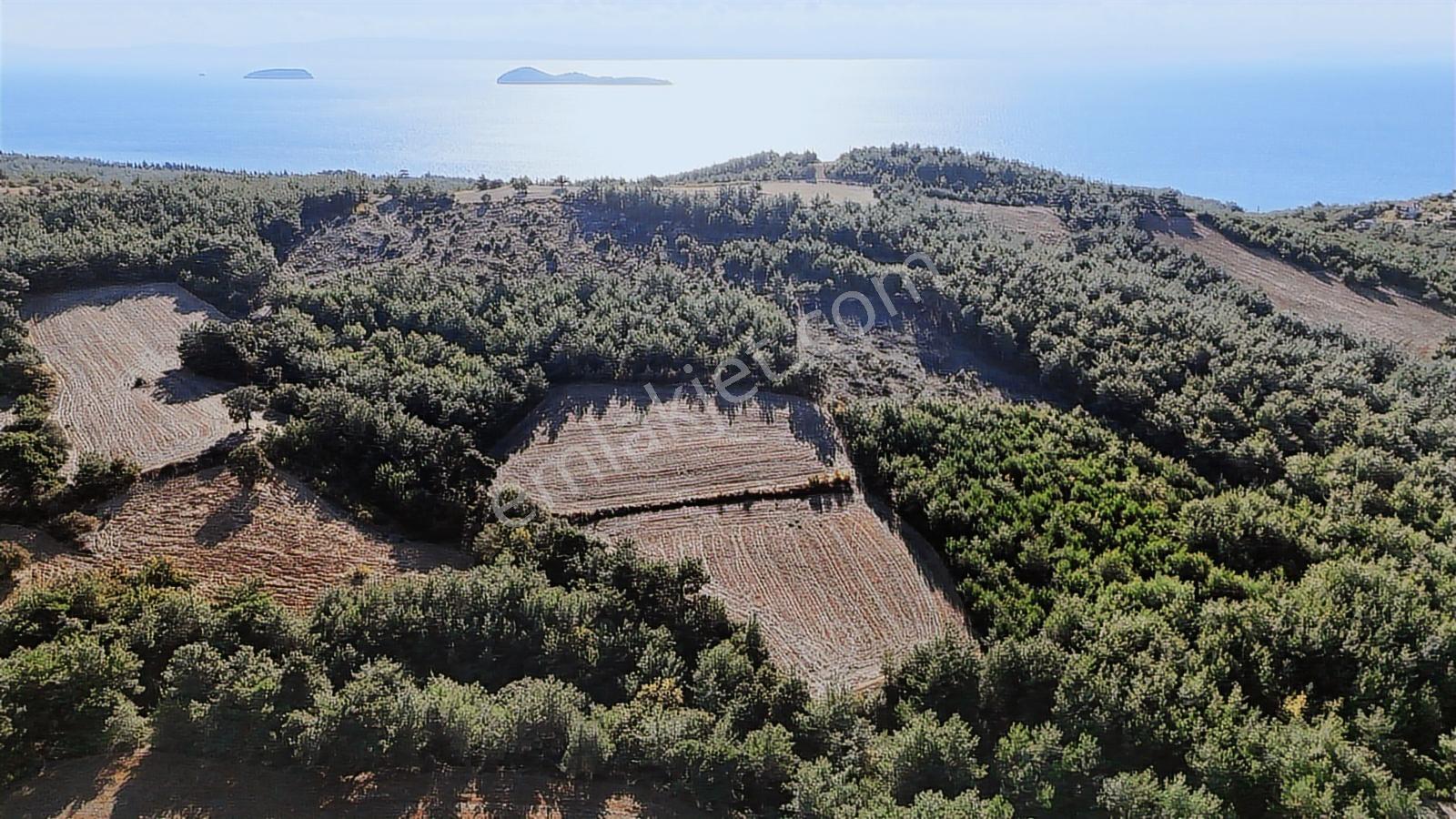 Ege Emlak'tan Deniz Ve Doğa Manzaralı 11.122m2 Tarla - Görsel 2