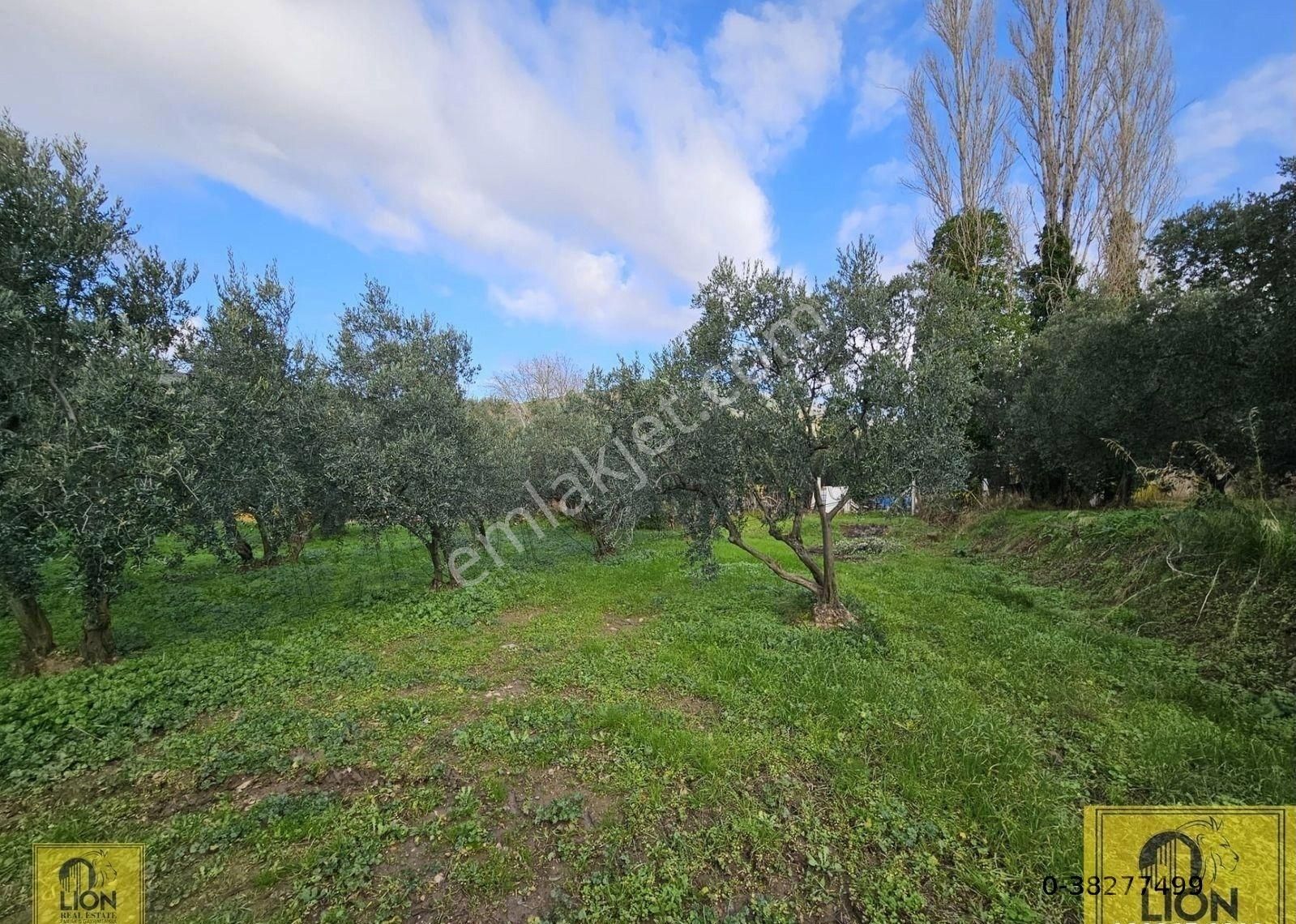 🟨⬛lıon Emlak'tan Erdek Atatürk Mahallesi Kadastro Yoluna Yakın 1560m² Satılık Zeytinlik⬛🟨 - Görsel 5
