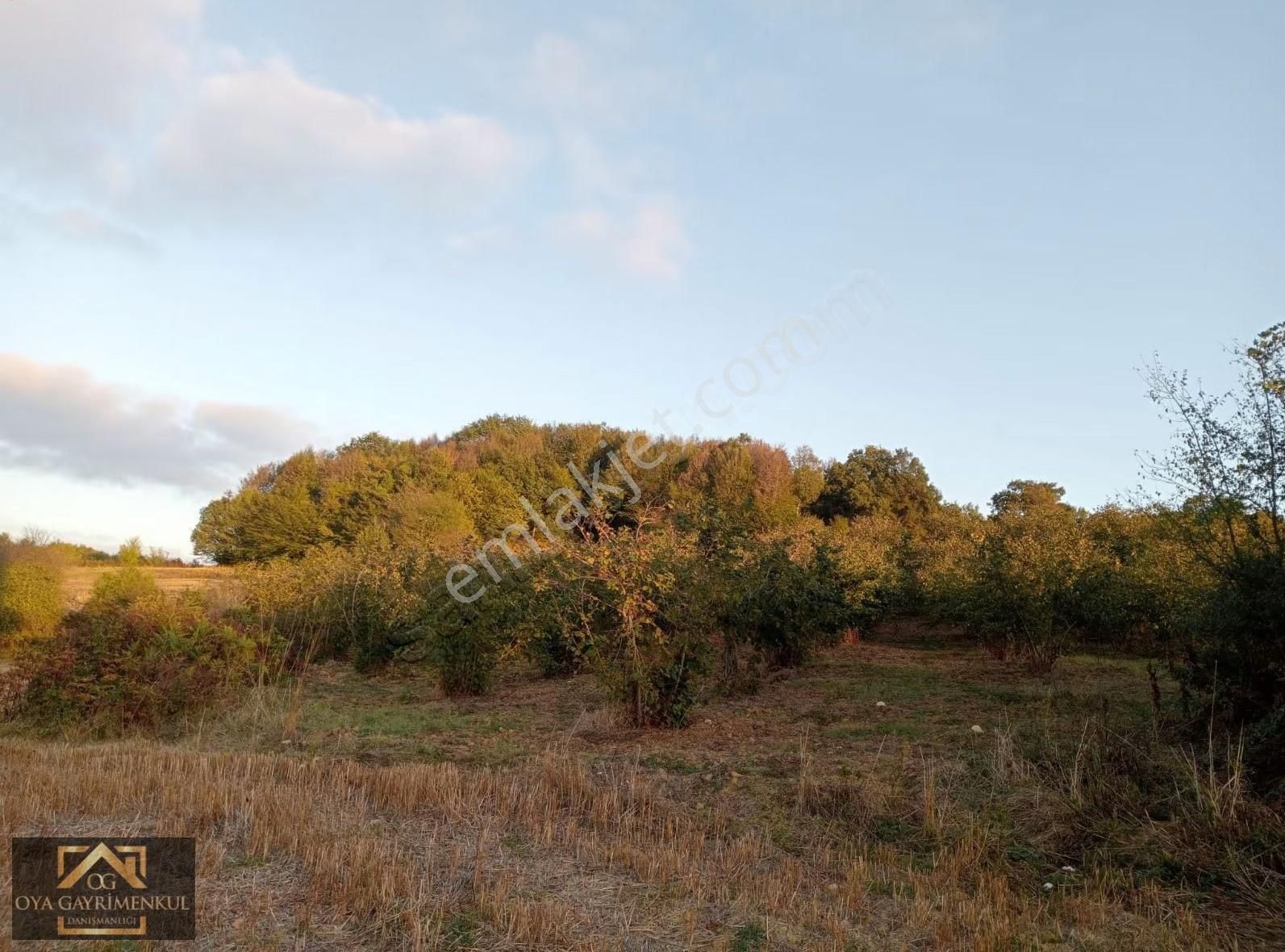 Kandıra Çakmaklar Köyünde Satılık 5930 M2 Fındık Bahçesi - Görsel 8