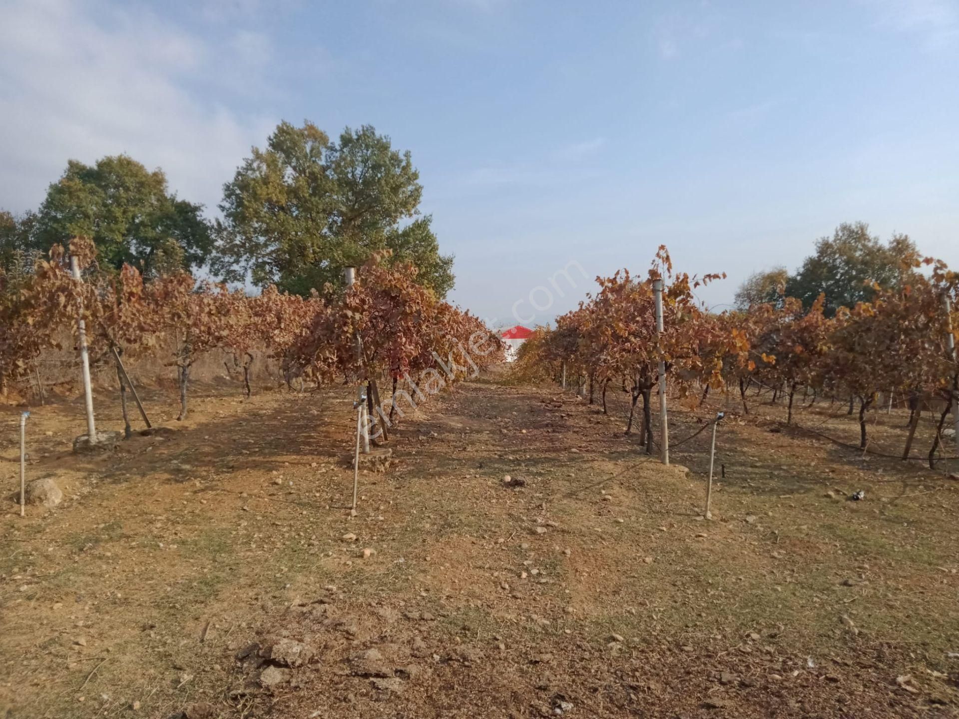 Burhan Ardıç'tan İnegöl Süpürtü Köyünde 8.300 M2 Çiftlik - Görsel 23