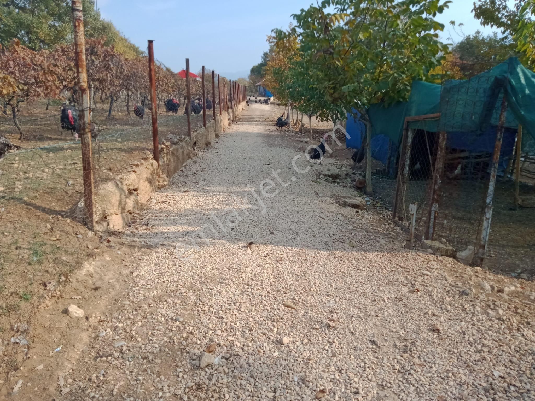 Burhan Ardıç'tan İnegöl Süpürtü Köyünde 8.300 M2 Çiftlik - Görsel 9