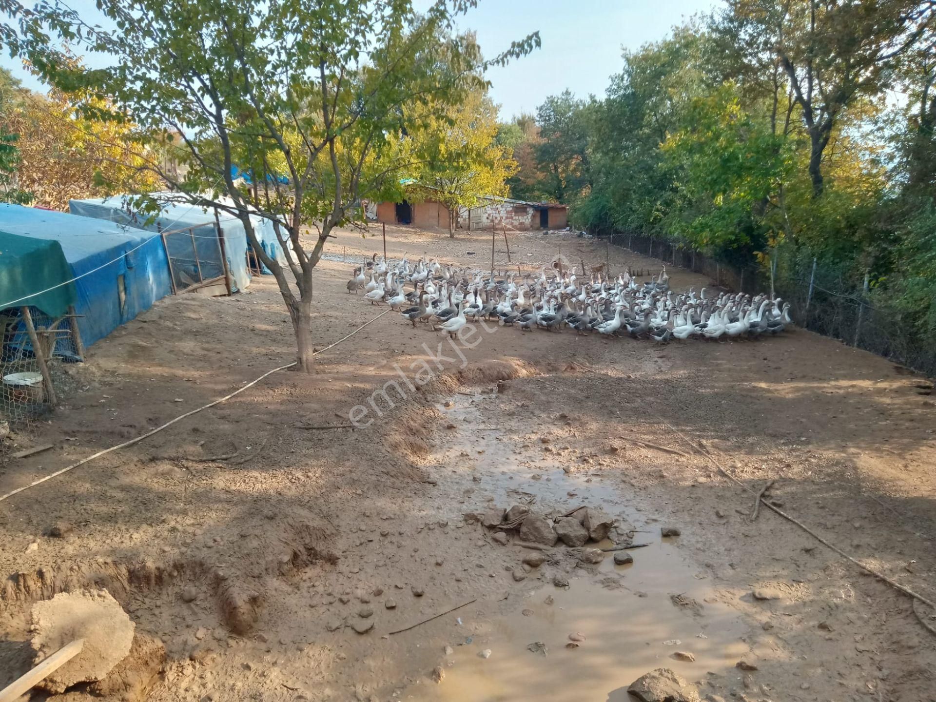 Burhan Ardıç'tan İnegöl Süpürtü Köyünde 8.300 M2 Çiftlik - Görsel 10