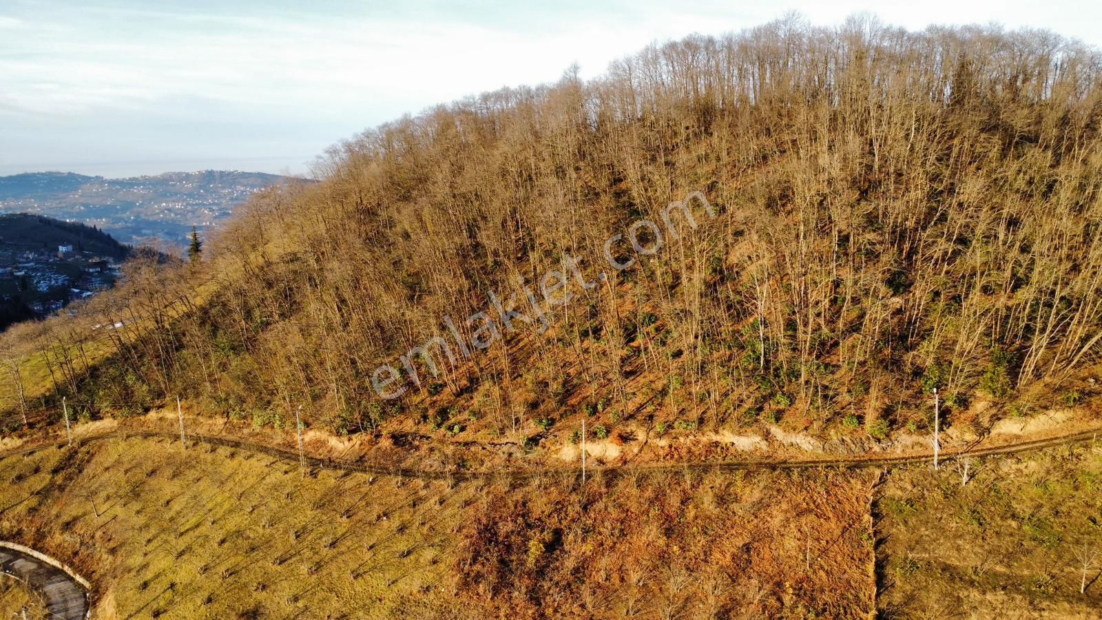 Trabzon'da Satılık 4 Dönüm Arazi - Görsel 4