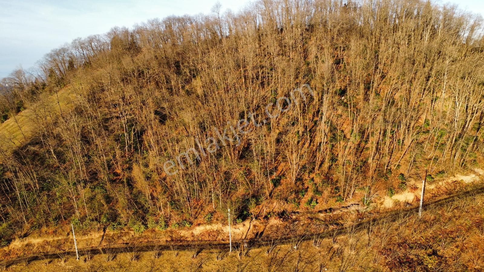 Trabzon'da Satılık 4 Dönüm Arazi