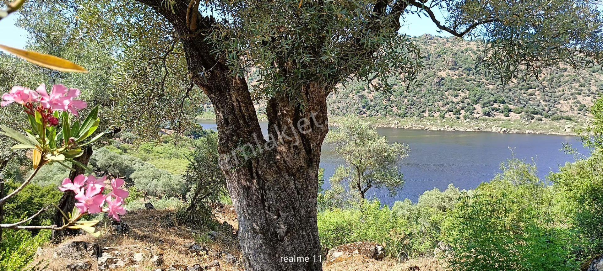 Aydın Karpuzlu Cumalar'da 3 Dönüm Zeytinlik - Görsel 5