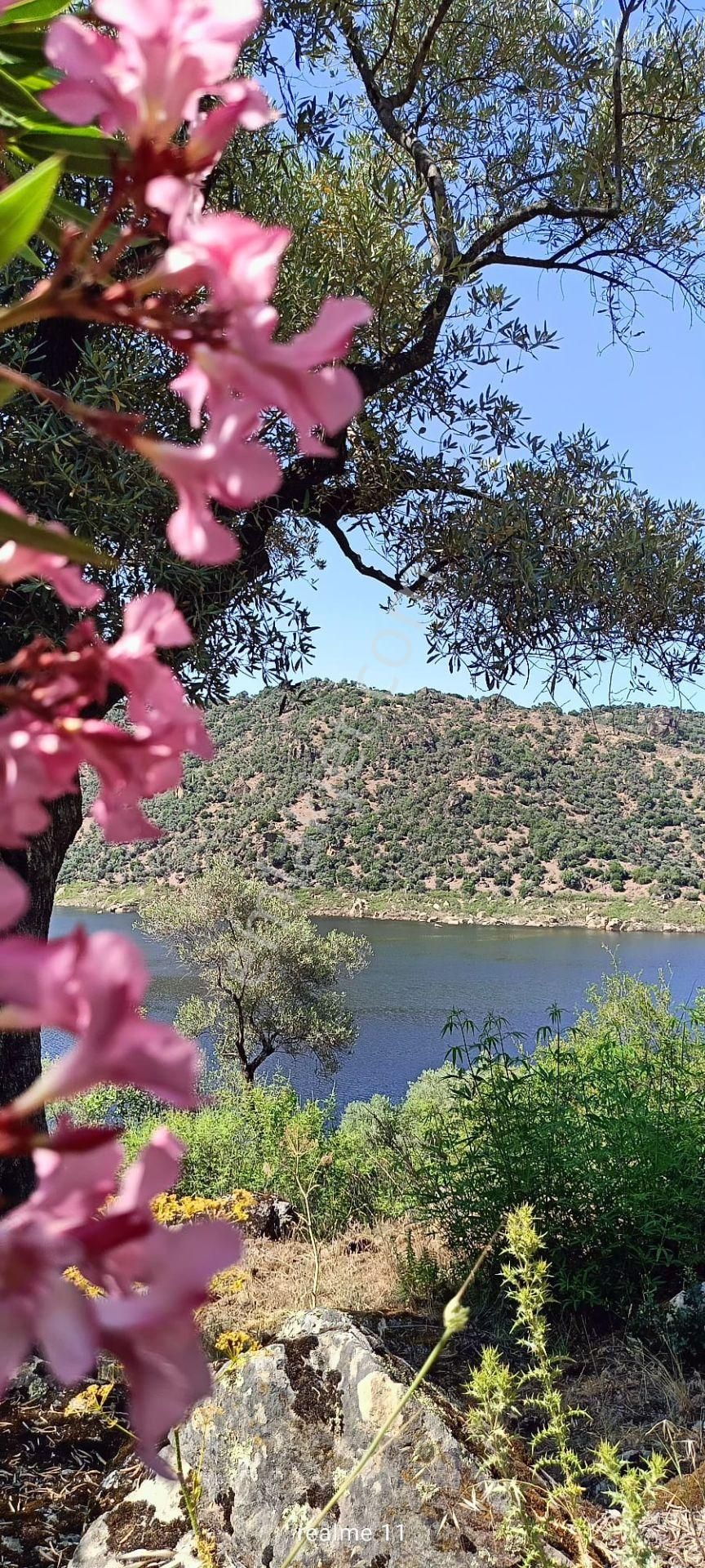 Aydın Karpuzlu Cumalar'da 3 Dönüm Zeytinlik