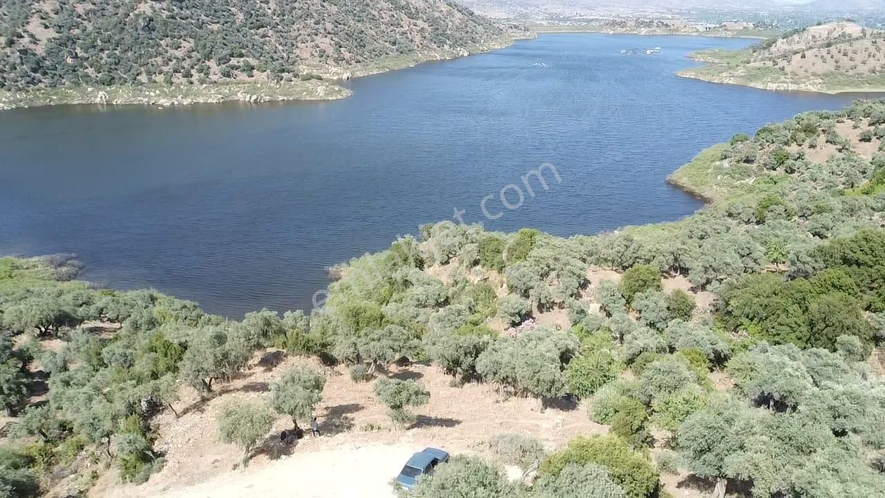 Aydın Karpuzlu Cumalar'da 3 Dönüm Zeytinlik - Görsel 6