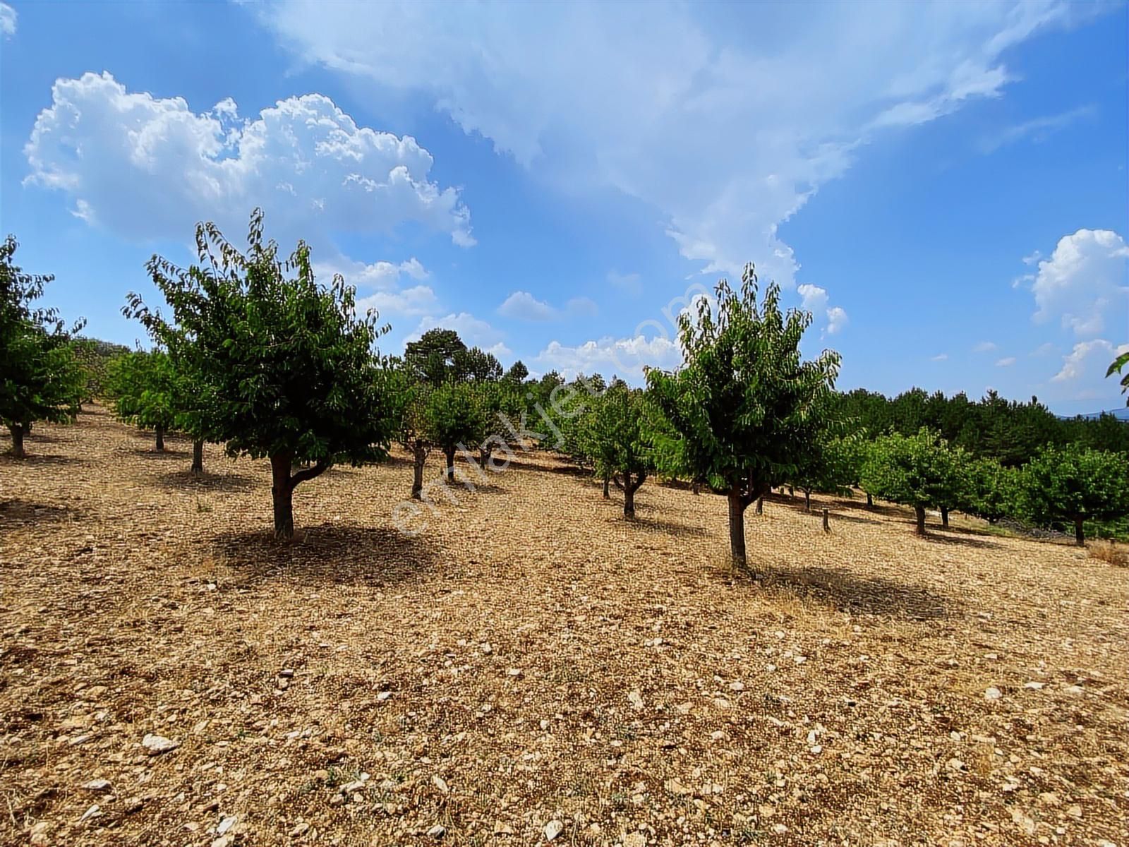 Keles Kıranışıklar ' Da 21.370 M². Satılık Meyve Bahçesi & Arazi - Görsel 15