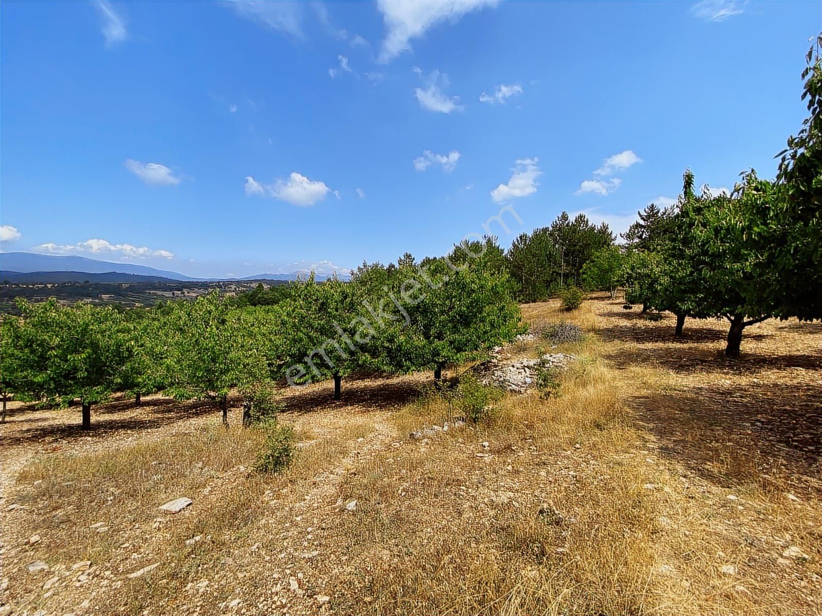 Keles Kıranışıklar ' Da 21.370 M². Satılık Meyve Bahçesi & Arazi - Görsel 22