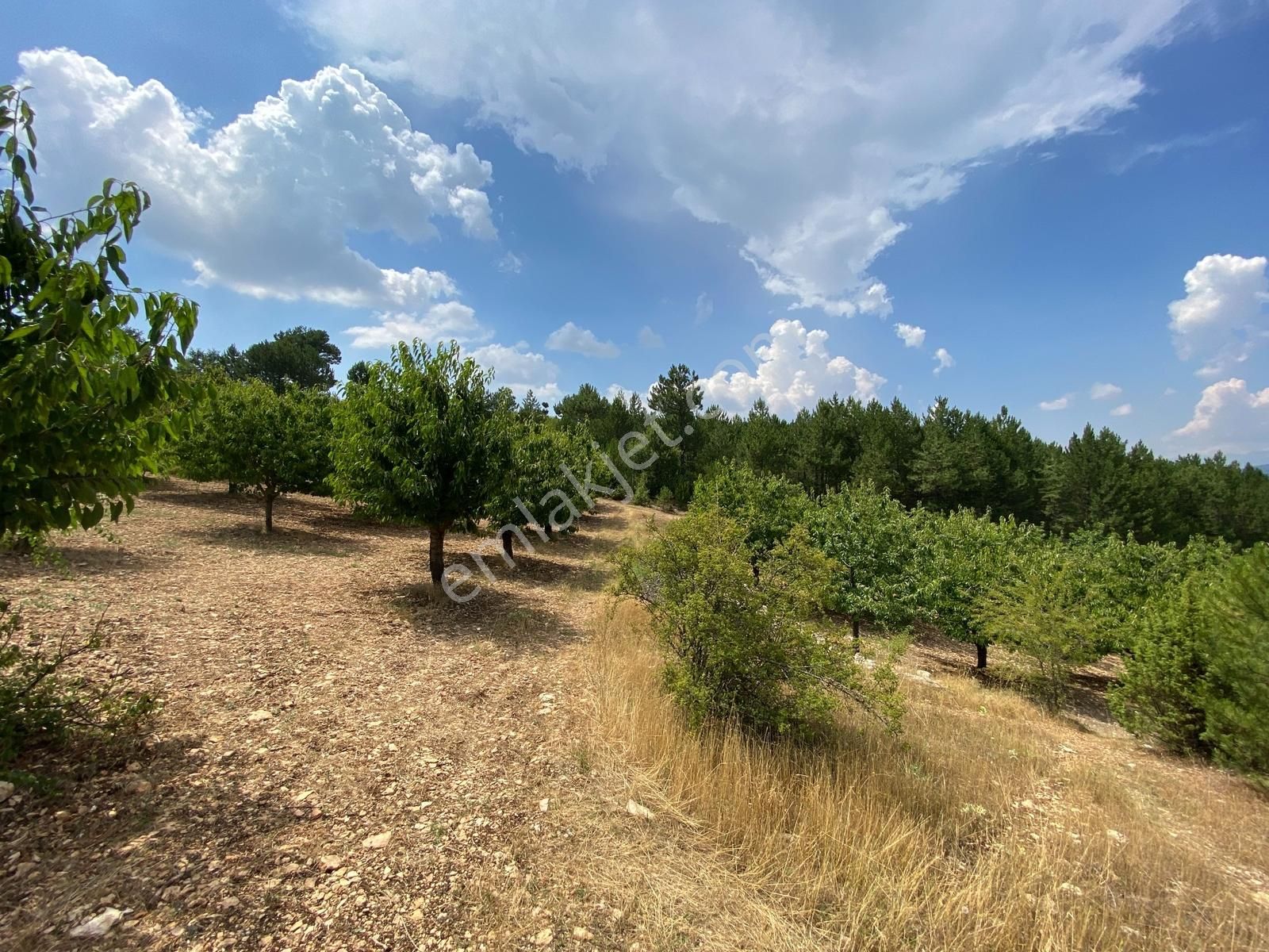 Keles Kıranışıklar ' Da 21.370 M². Satılık Meyve Bahçesi & Arazi - Görsel 7