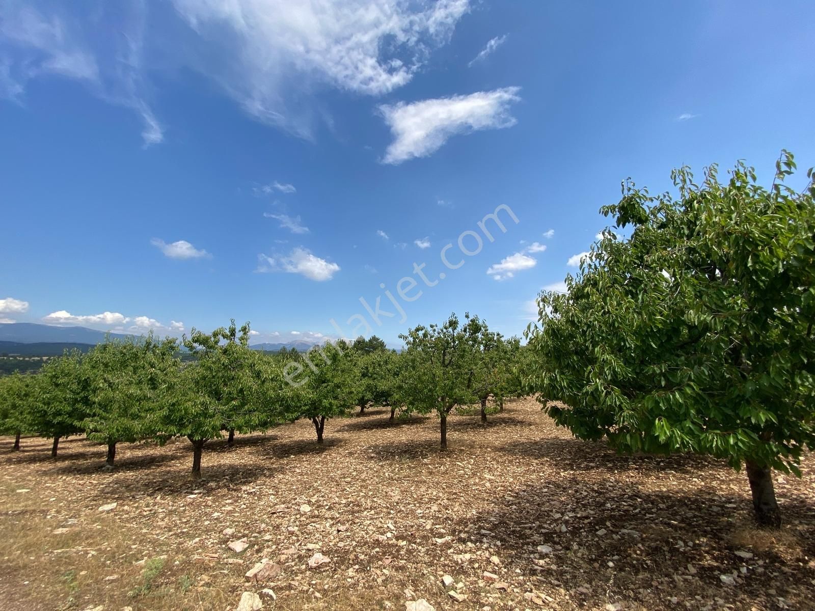 Keles Kıranışıklar ' Da 21.370 M². Satılık Meyve Bahçesi & Arazi - Görsel 10