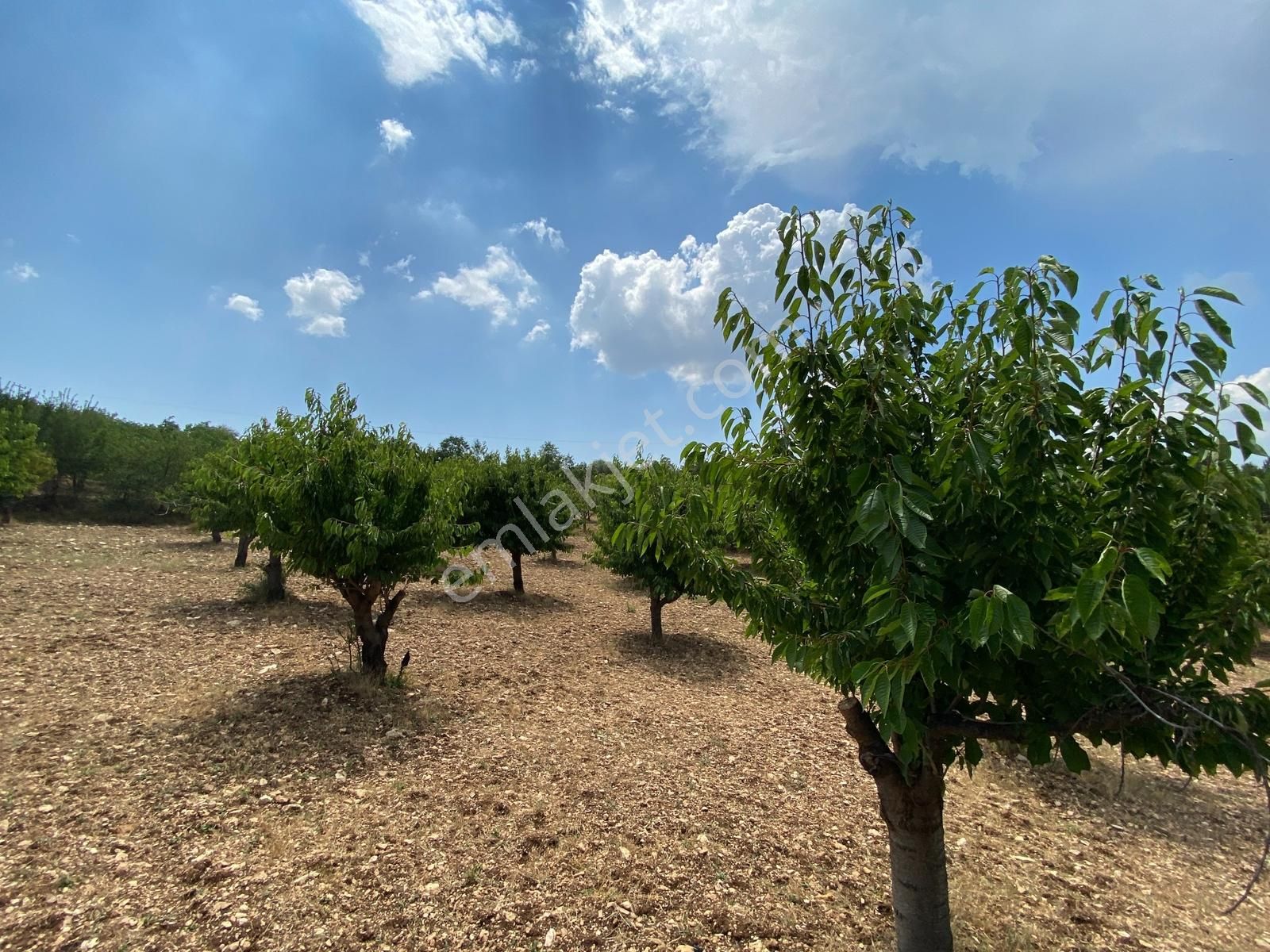 Keles Kıranışıklar ' Da 21.370 M². Satılık Meyve Bahçesi & Arazi - Görsel 31