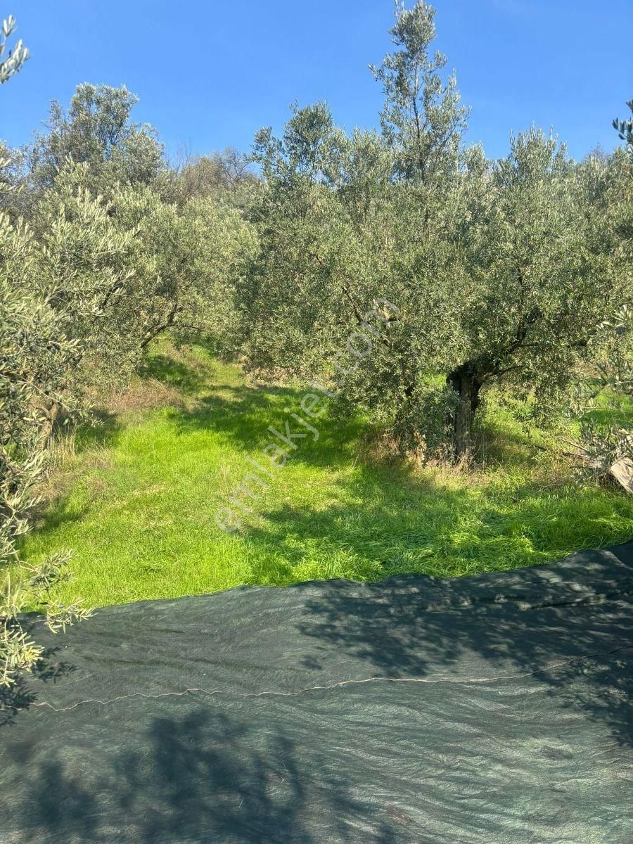 Mudanya Dereköy De Satılık Müstakil Tapu Zeytinlik - Görsel 3