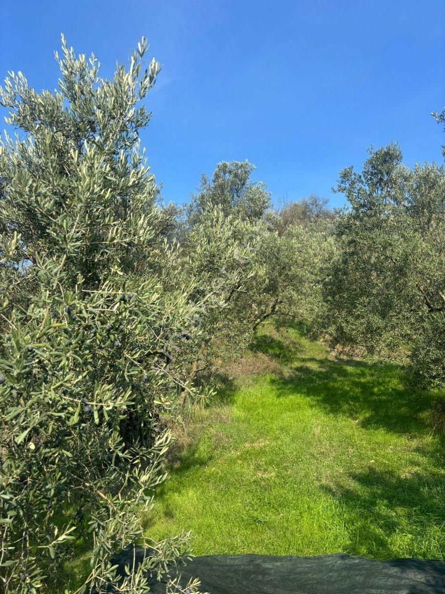 Mudanya Dereköy De Satılık Müstakil Tapu Zeytinlik - Görsel 7