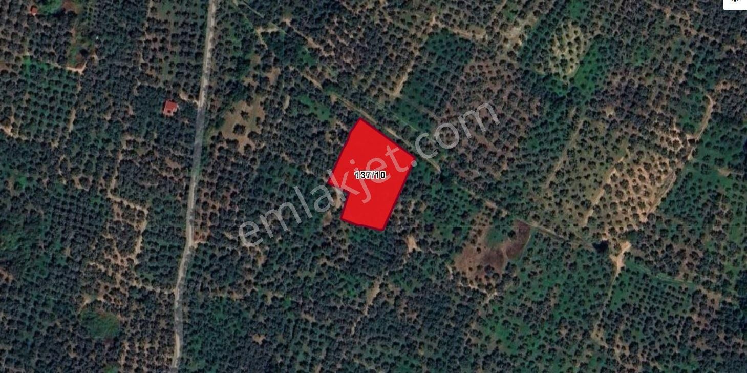 Orhangazi Satılık Yol Kenarı Yatırımlık Zeytinlik Müstakil Tapu