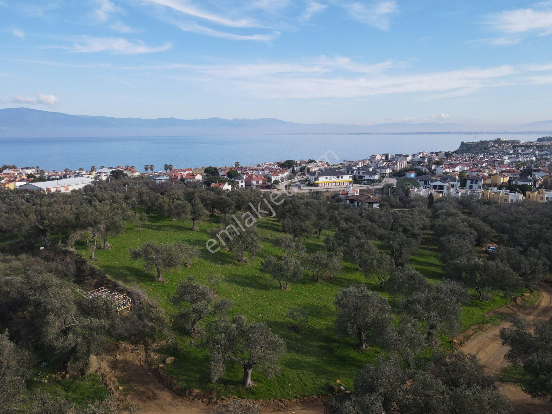 Kardeş'ten Pelitköyde Deniz Manzaralı Denize 500 Mt. İmar Dibi 2600 M² Zeytinlik - Görsel 8
