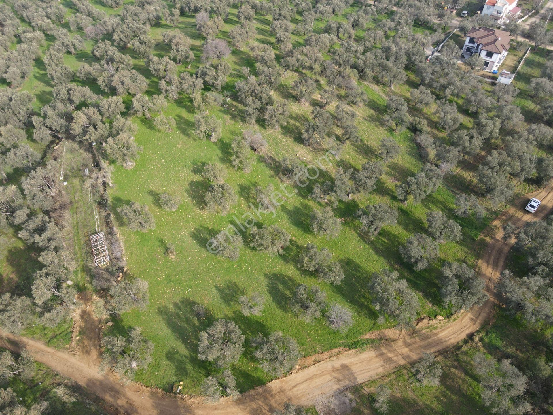 Kardeş'ten Pelitköyde Deniz Manzaralı Denize 500 Mt. İmar Dibi 2600 M² Zeytinlik - Görsel 9