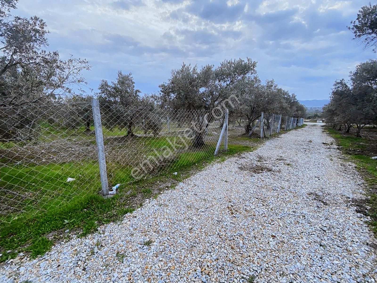 Menderes Tekeli Mahallesi Satılık Zeytinli Tarla (315 M2) - Görsel 11