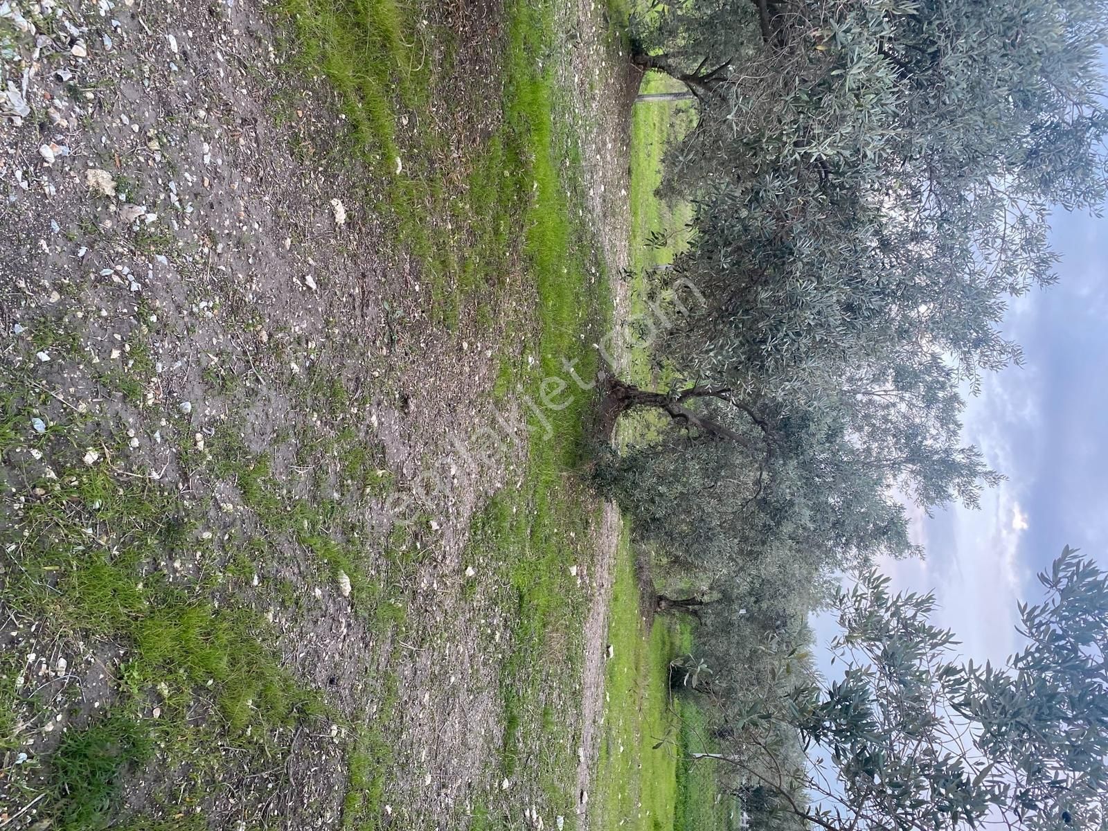 Menderes Tekeli Mahallesi Satılık Zeytinli Tarla (315 M2) - Görsel 7