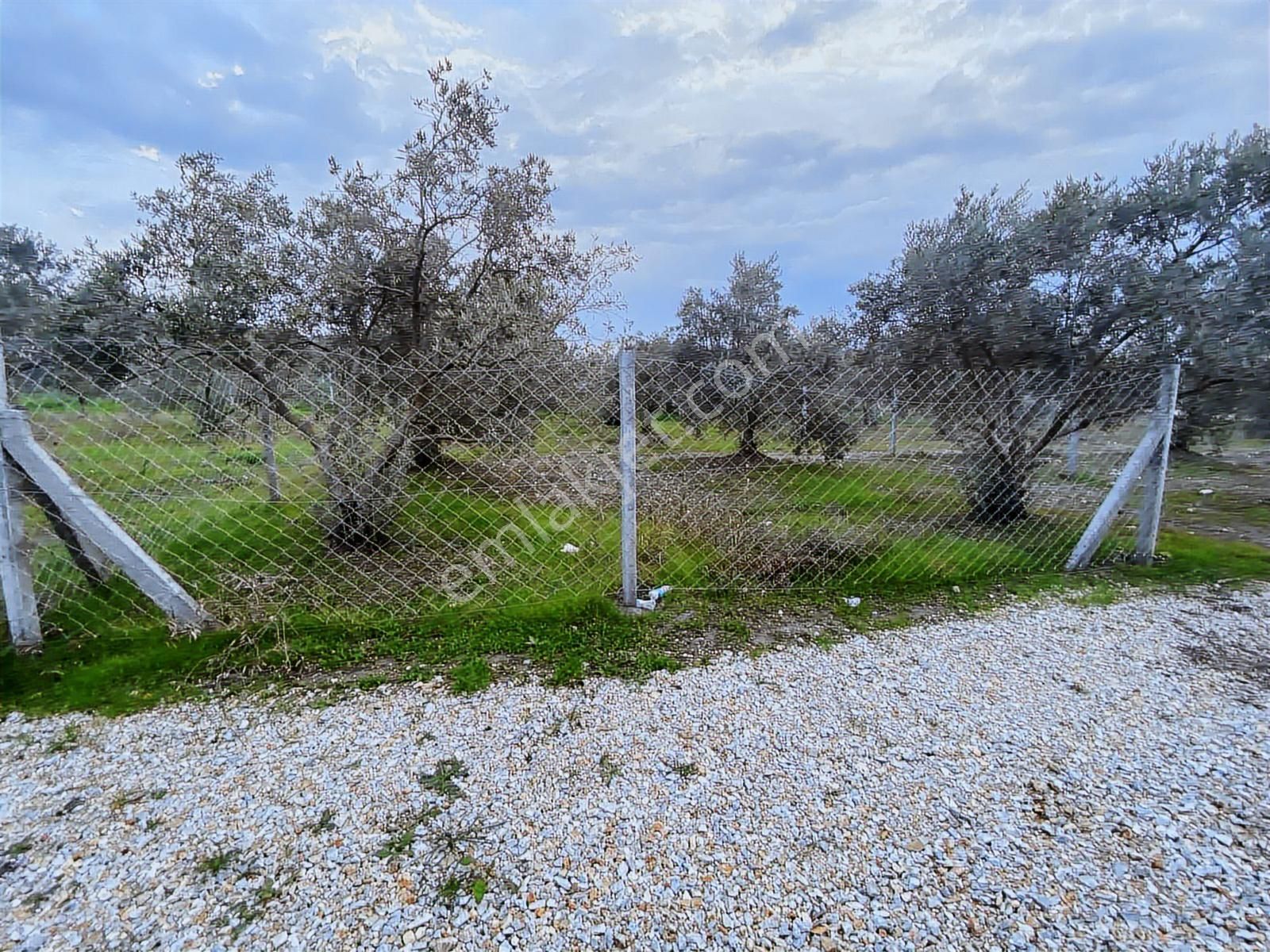Menderes Tekeli Mahallesi Satılık Zeytinli Tarla (315 M2) - Görsel 4
