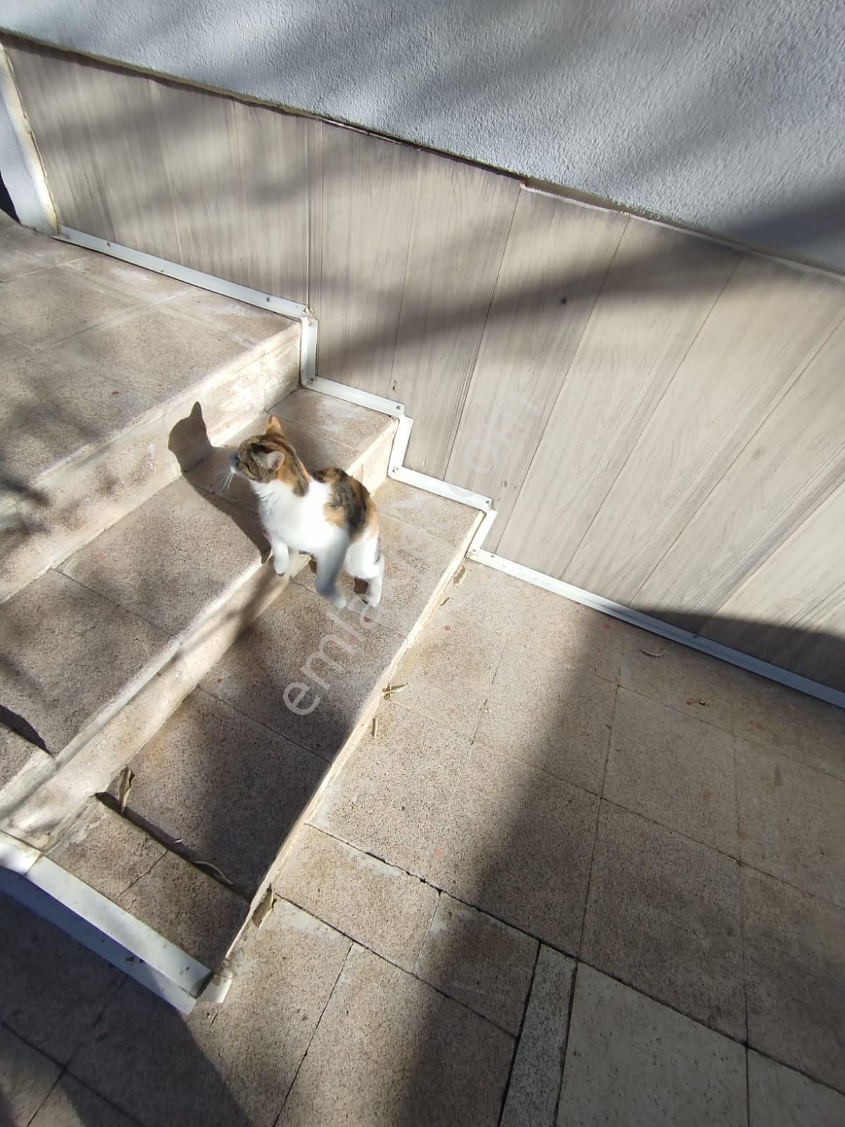 Baha'dan Hanaybaşı Mh. Ptt Evlerinde Satılık Hesaplı Müstakil Ev - Görsel 21