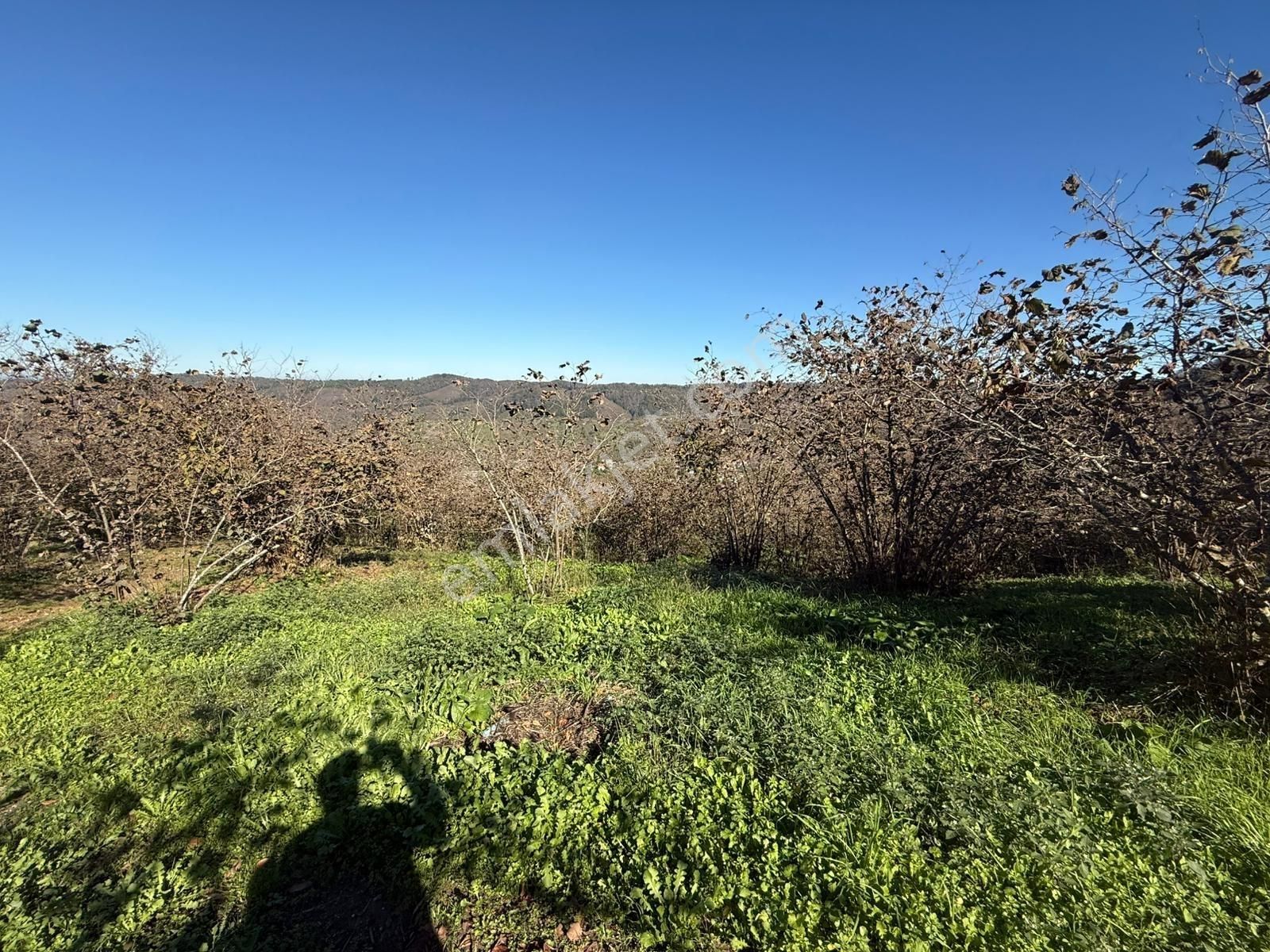 Karasu Kızılcık'ta 26.352m2 Asfalt Yola Cephe Köyiçi Mevkii - Görsel 5