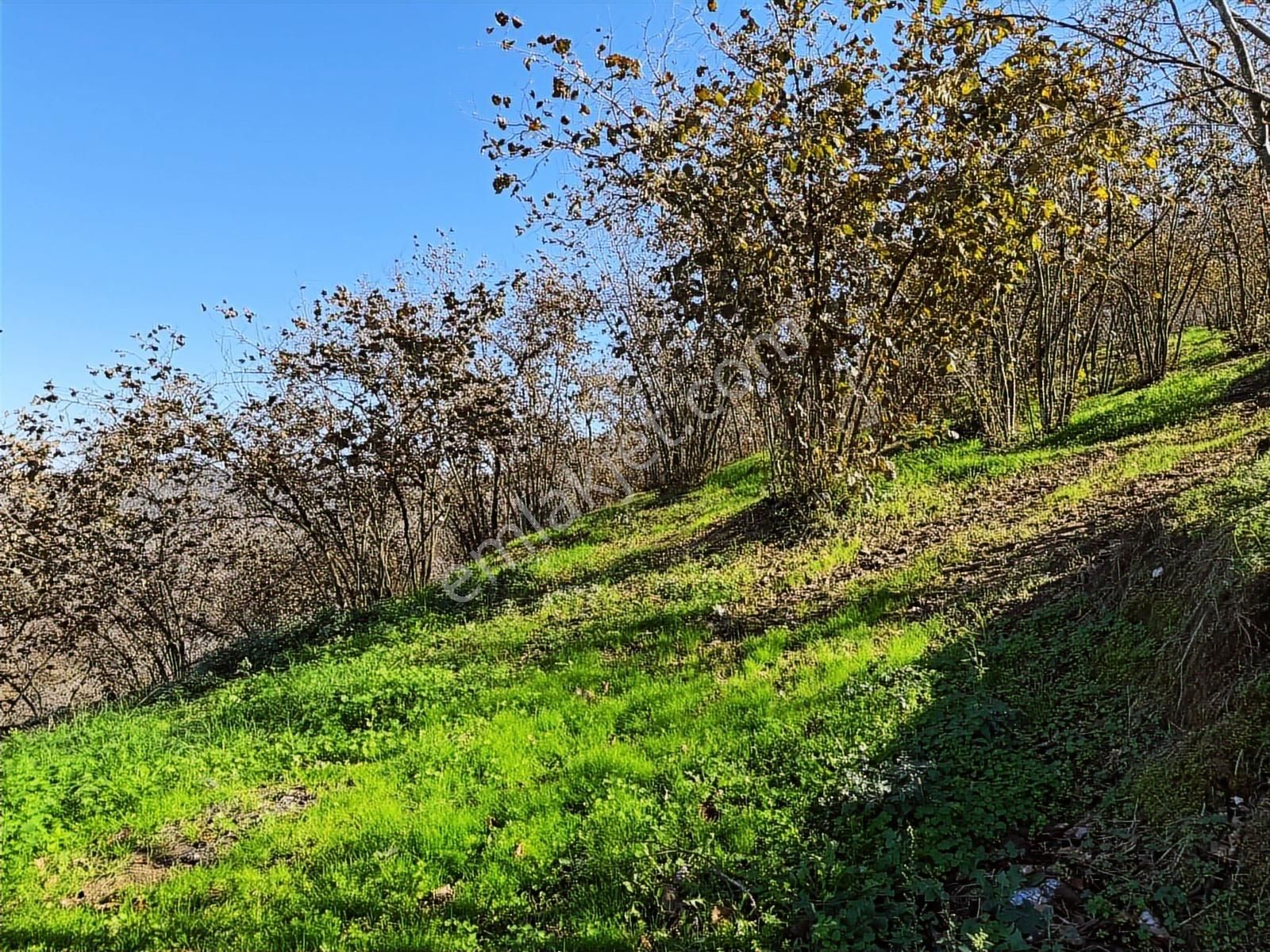 Karasu Kızılcık'ta 26.352m2 Asfalt Yola Cephe Köyiçi Mevkii - Görsel 18