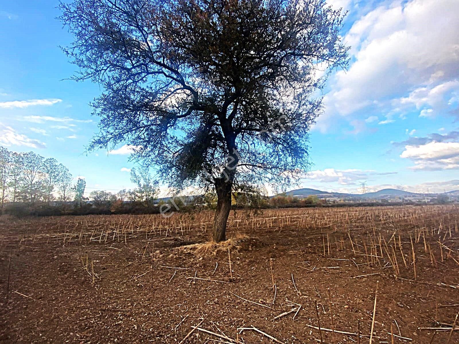 Kardeşten Çan Derenti'de Yenice Yoluna Yakın 27.566 M² Tarla