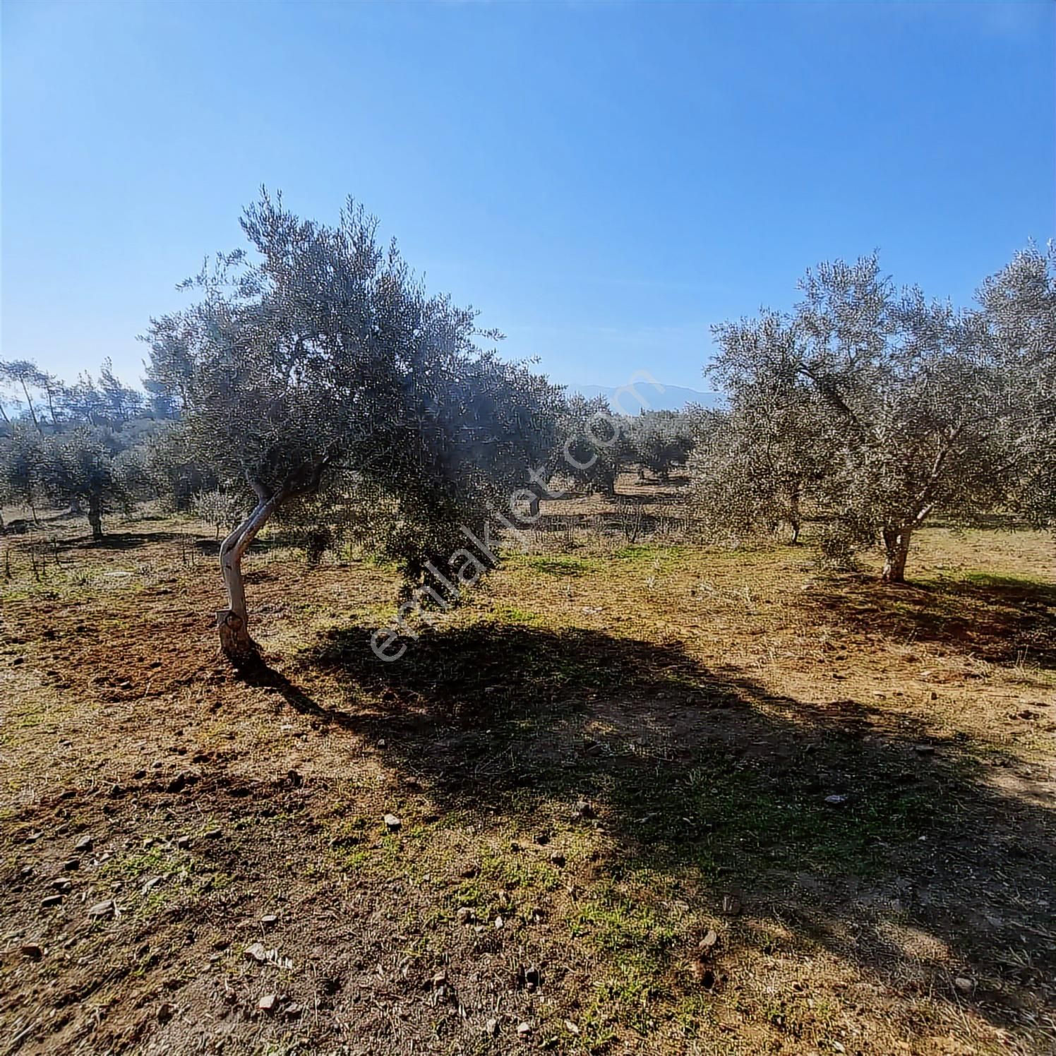 Çine-doğrumlar Köyünde Satılık Zeytin Bahçesi - Görsel 7