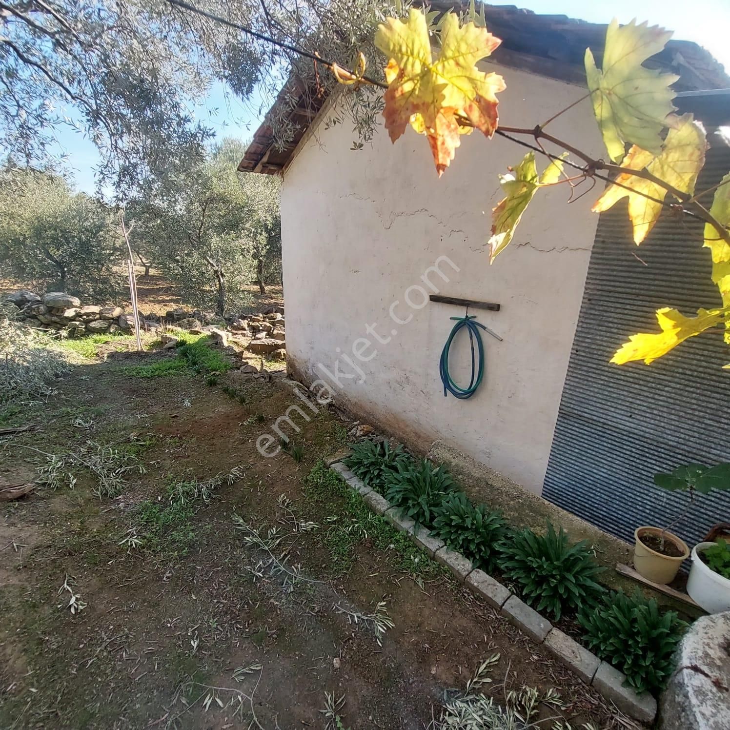 Çine-doğrumlar Köyünde Satılık Zeytin Bahçesi - Görsel 22