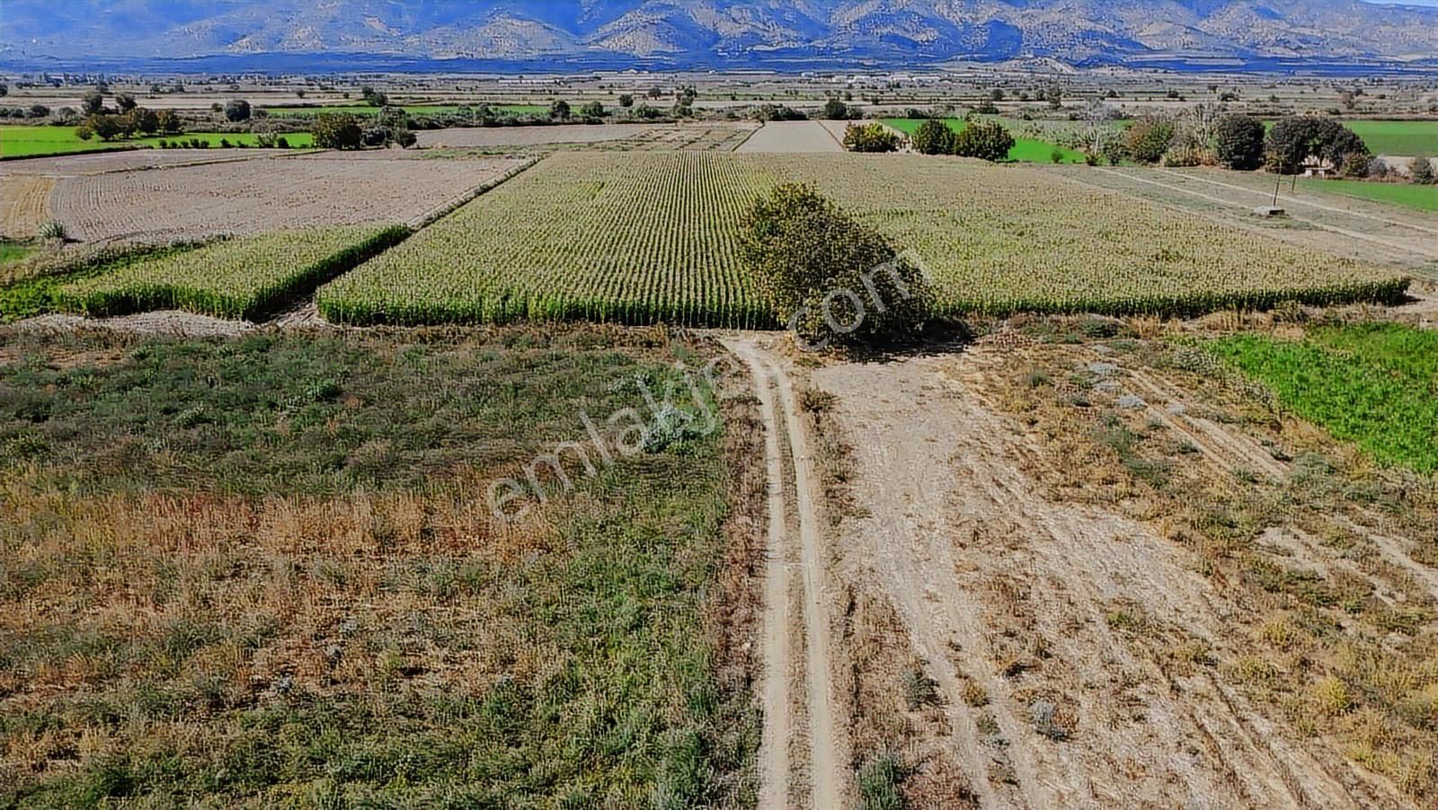 Aydın Nazilli Satılık 6.640 M2 Tarla - Görsel 12