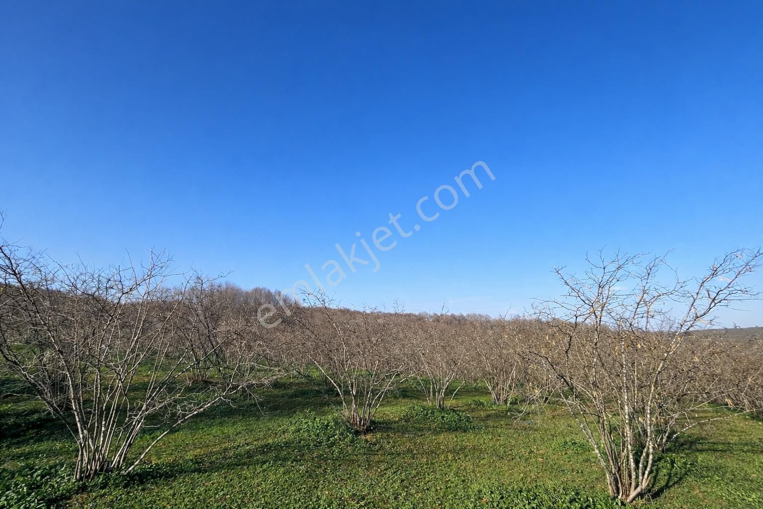 Karasu Resuller Köyü’nde 10.293 M² Verimli Fındık Bahçesi - Görsel 10