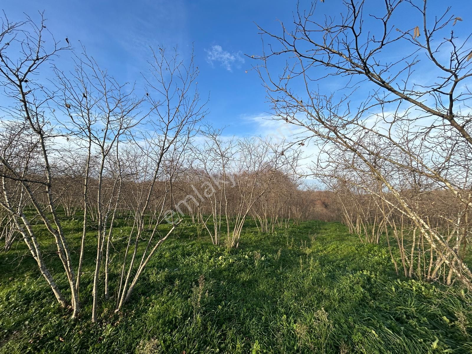 Karasu Resuller Köyü’nde 10.293 M² Verimli Fındık Bahçesi - Görsel 14