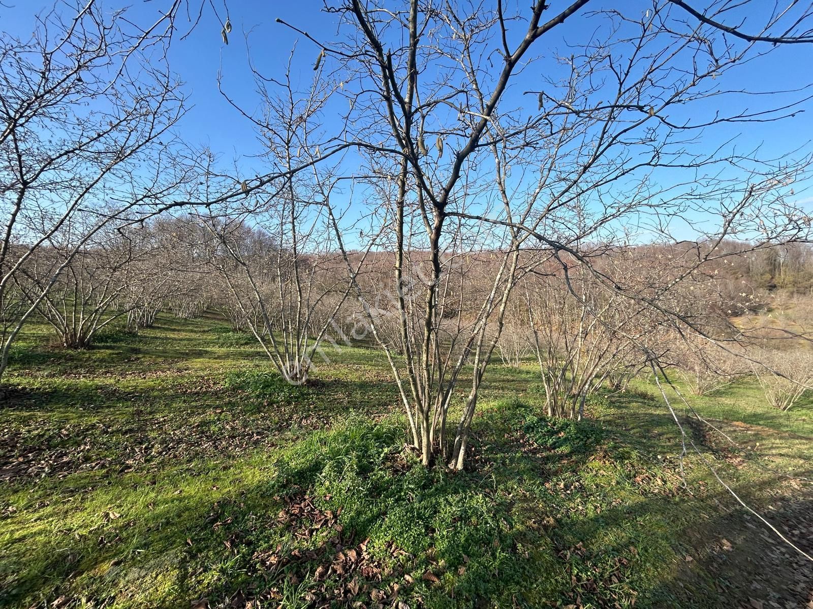 Karasu Resuller Köyü’nde 10.293 M² Verimli Fındık Bahçesi - Görsel 16