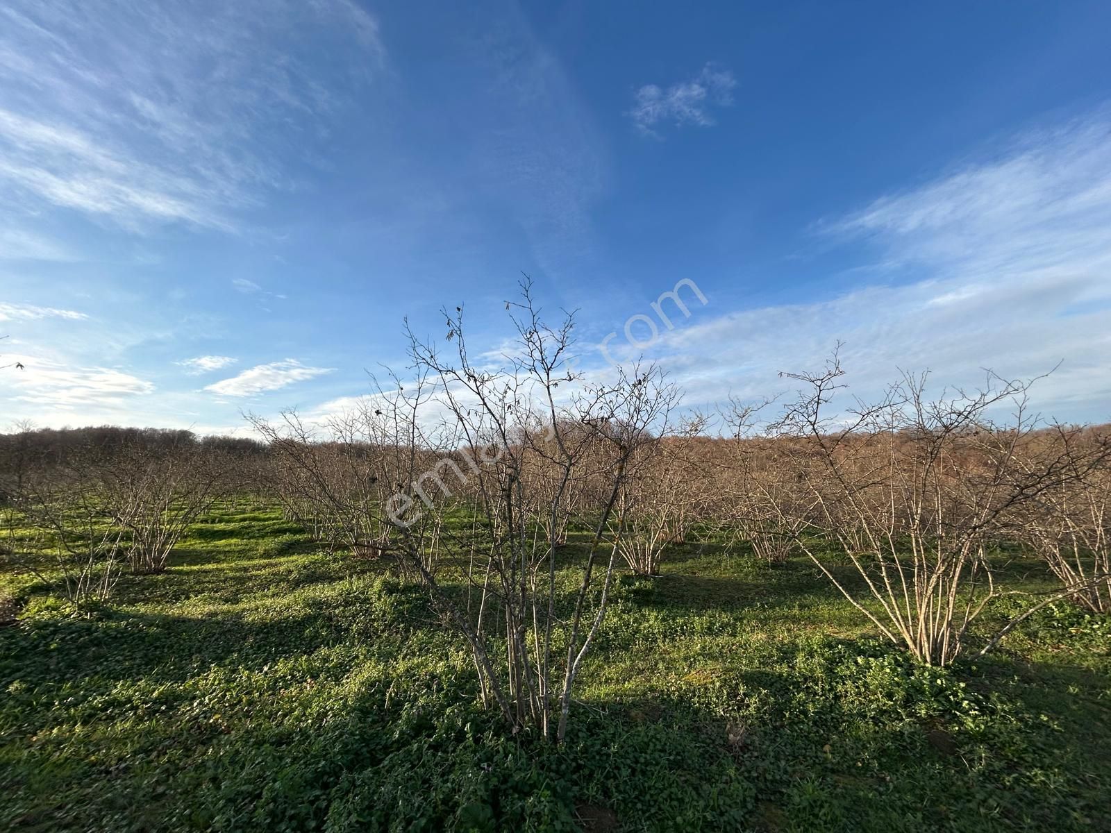 Karasu Resuller Köyü’nde 10.293 M² Verimli Fındık Bahçesi