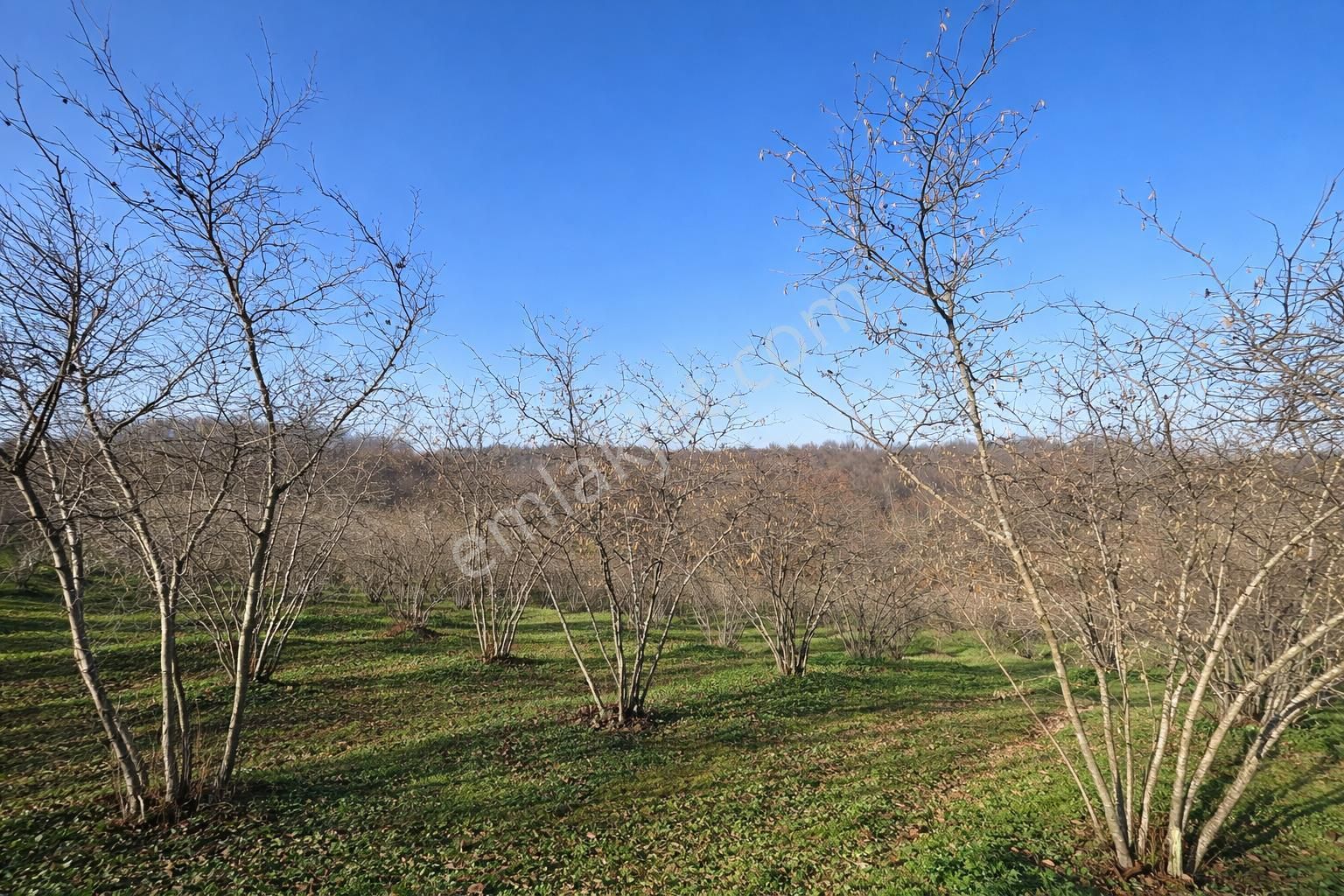 Karasu Resuller Köyü’nde 10.293 M² Verimli Fındık Bahçesi - Görsel 9