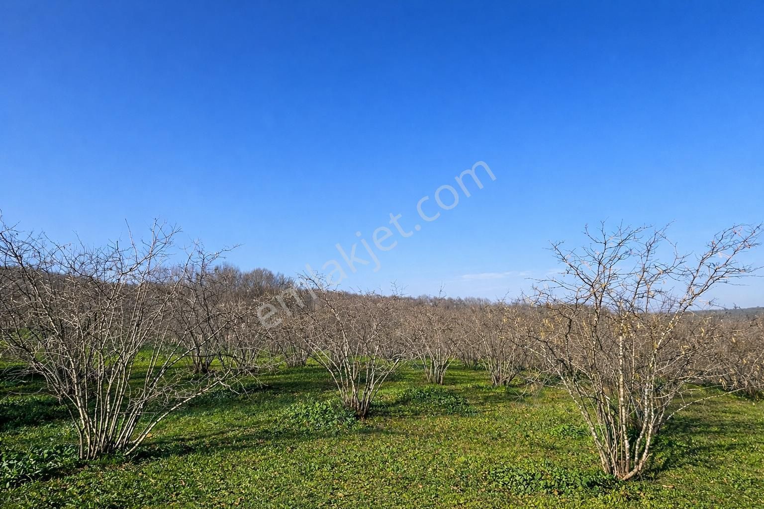 Karasu Resuller Köyü’nde 10.293 M² Verimli Fındık Bahçesi - Görsel 11