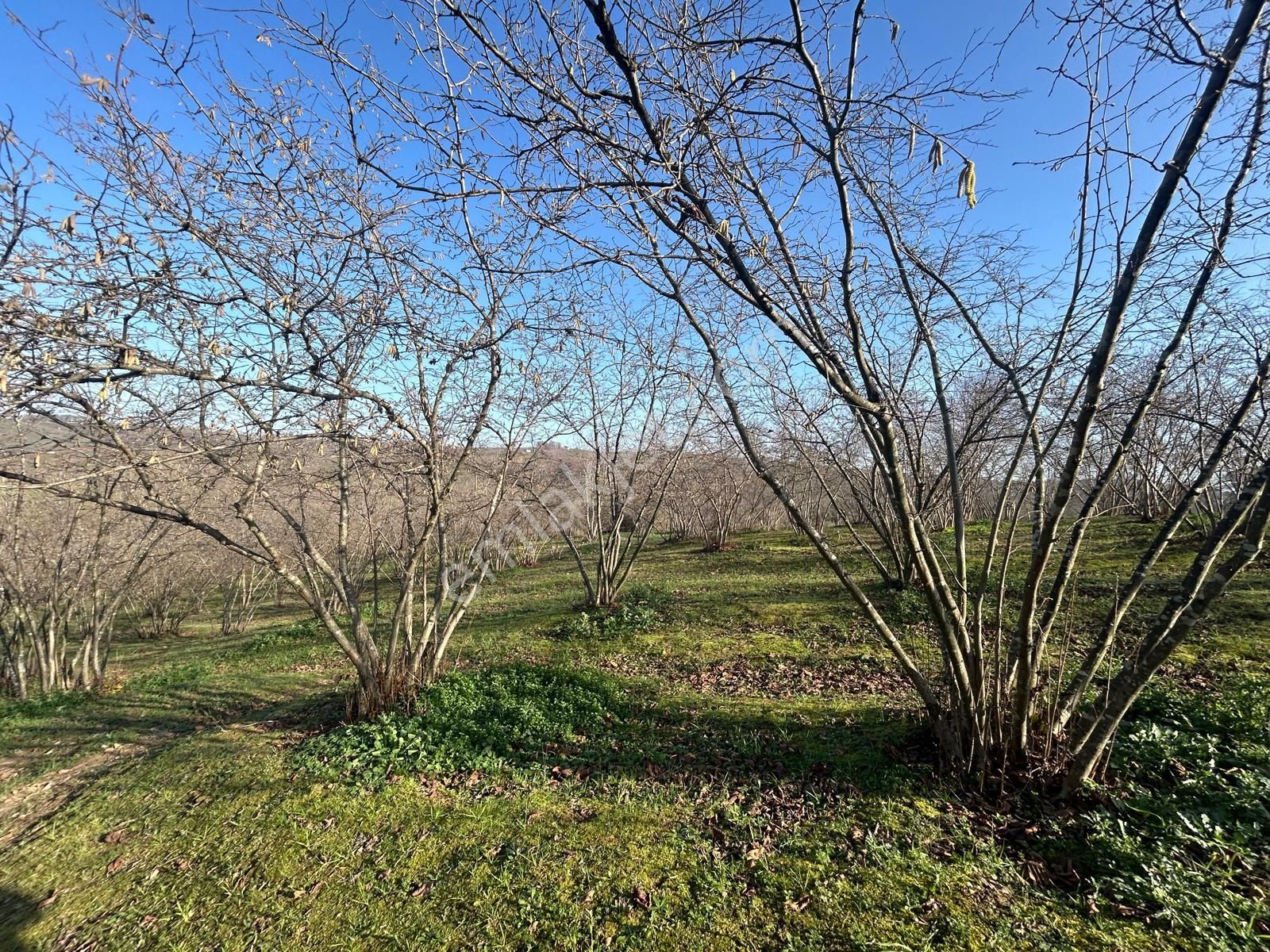 Karasu Resuller Köyü’nde 10.293 M² Verimli Fındık Bahçesi - Görsel 15